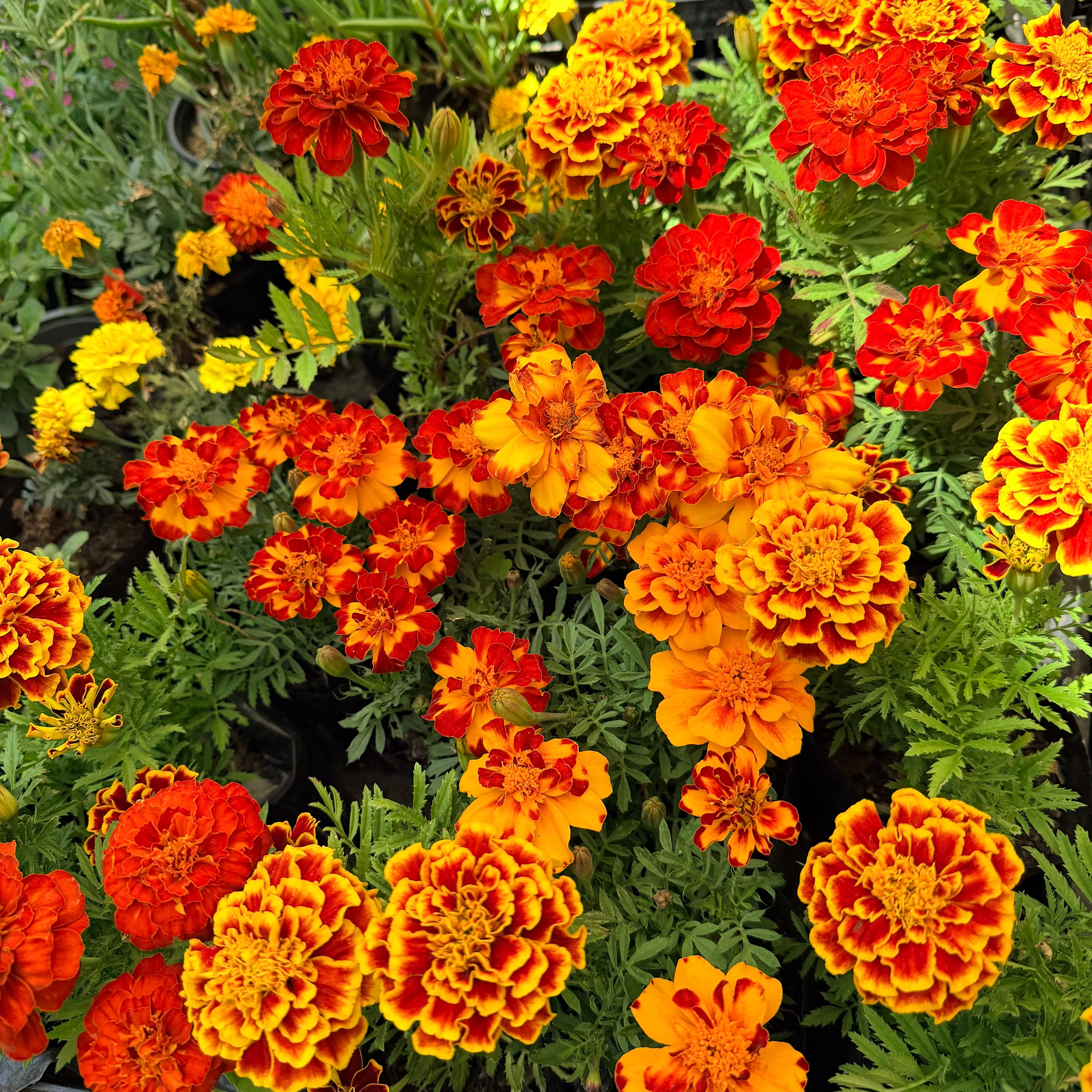 Tagete (Clavel de Moro)