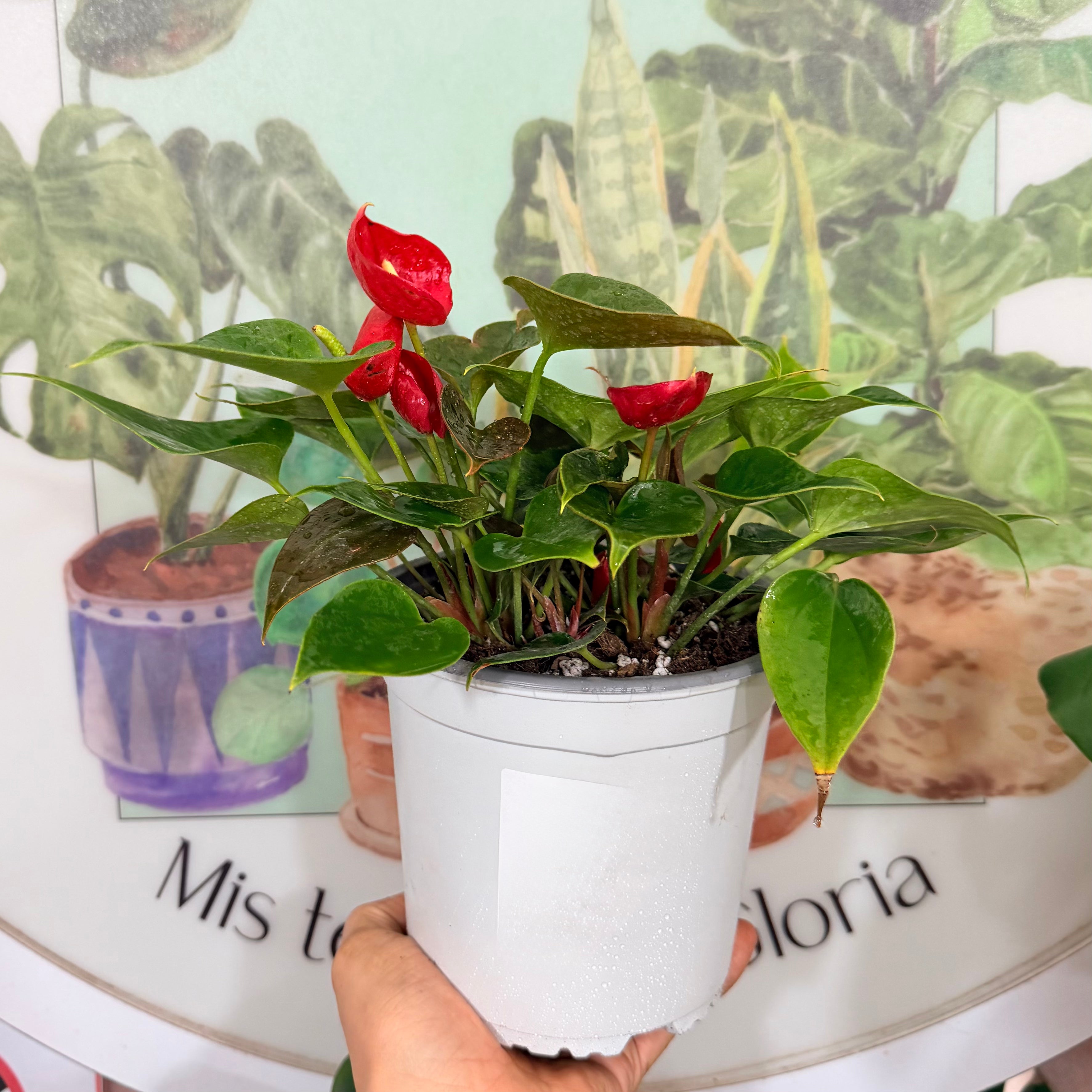 Anturio Andreanum Rojo