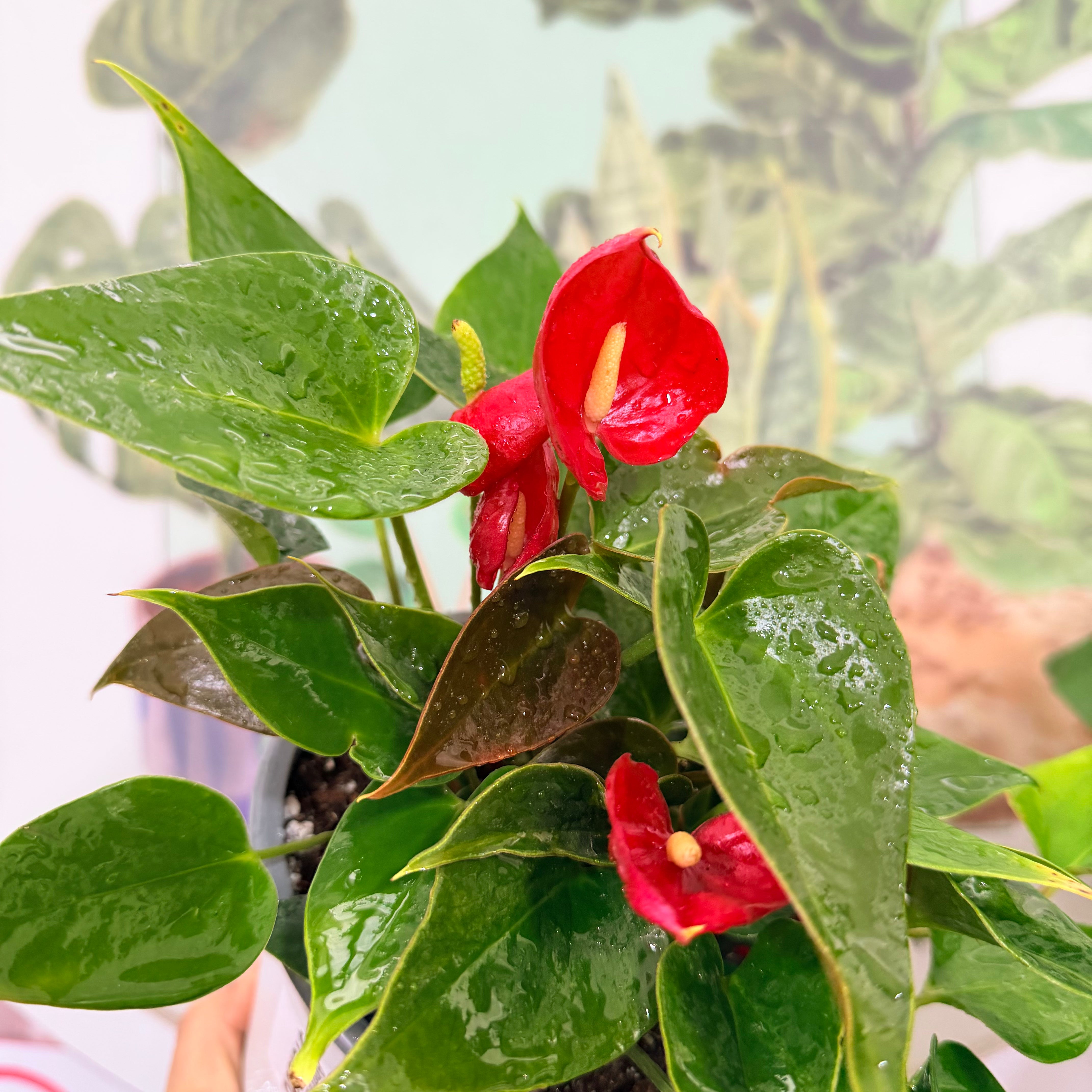 Vivero Mis Tesoros C Gloria