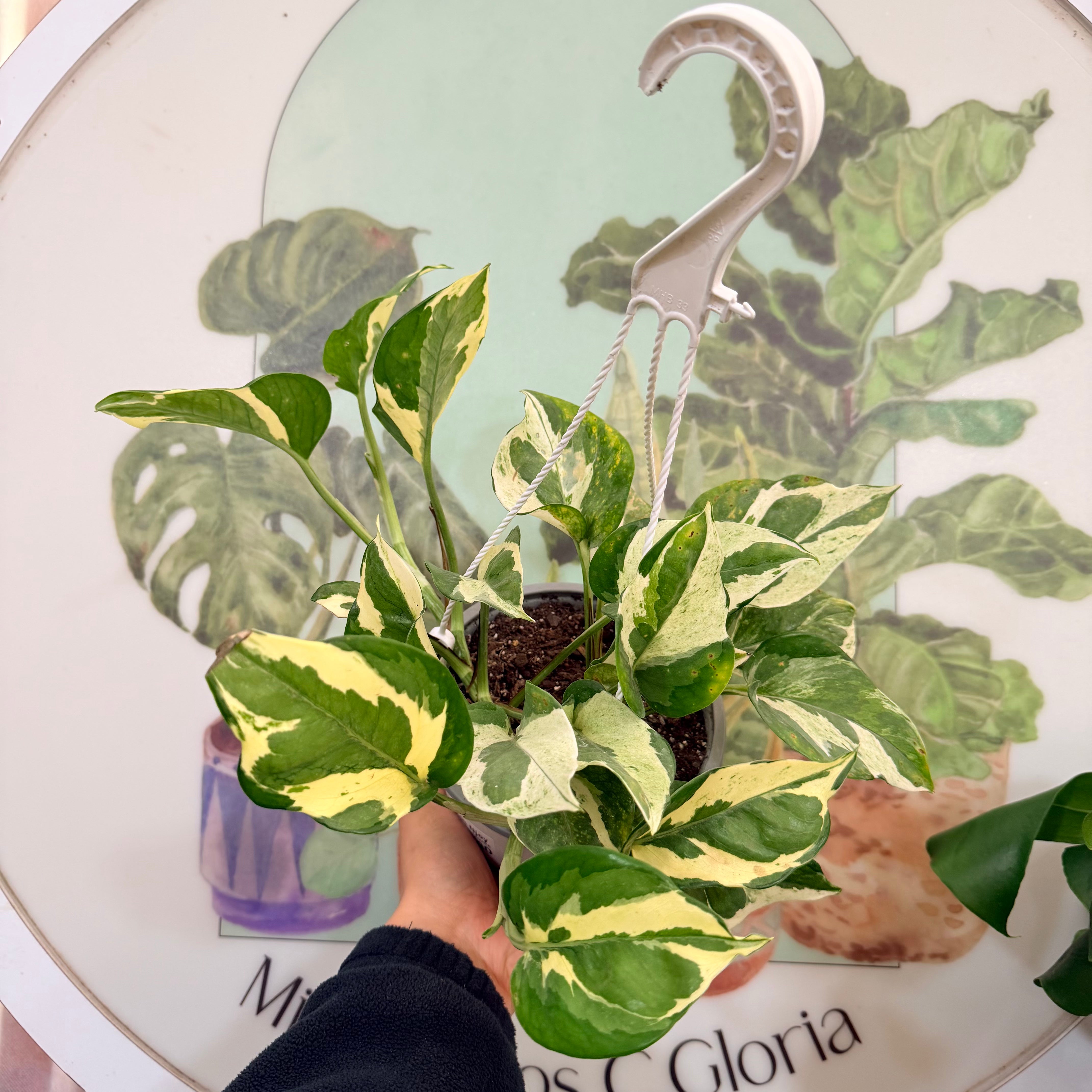 Vivero Mis Tesoros C Gloria