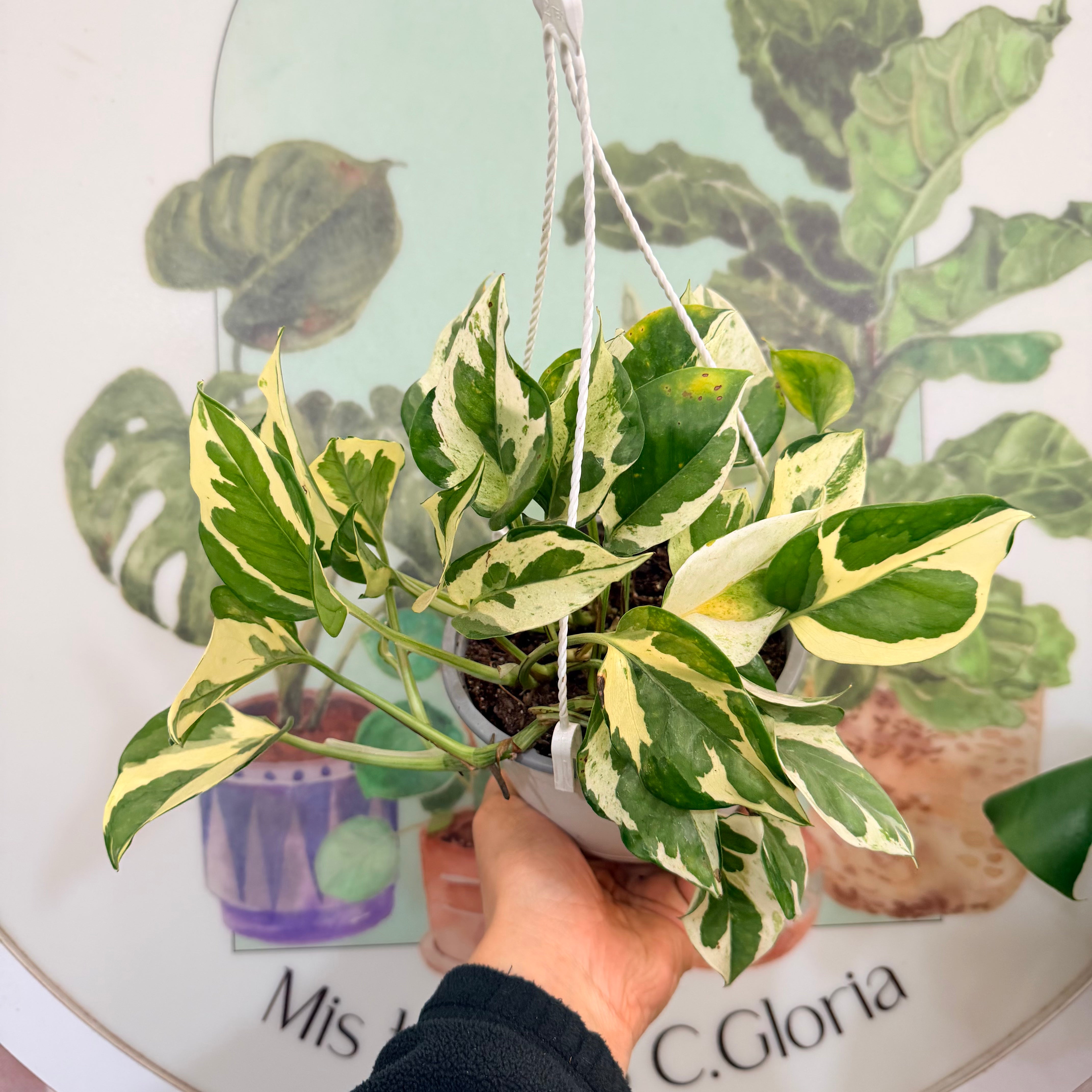 Vivero Mis Tesoros C Gloria