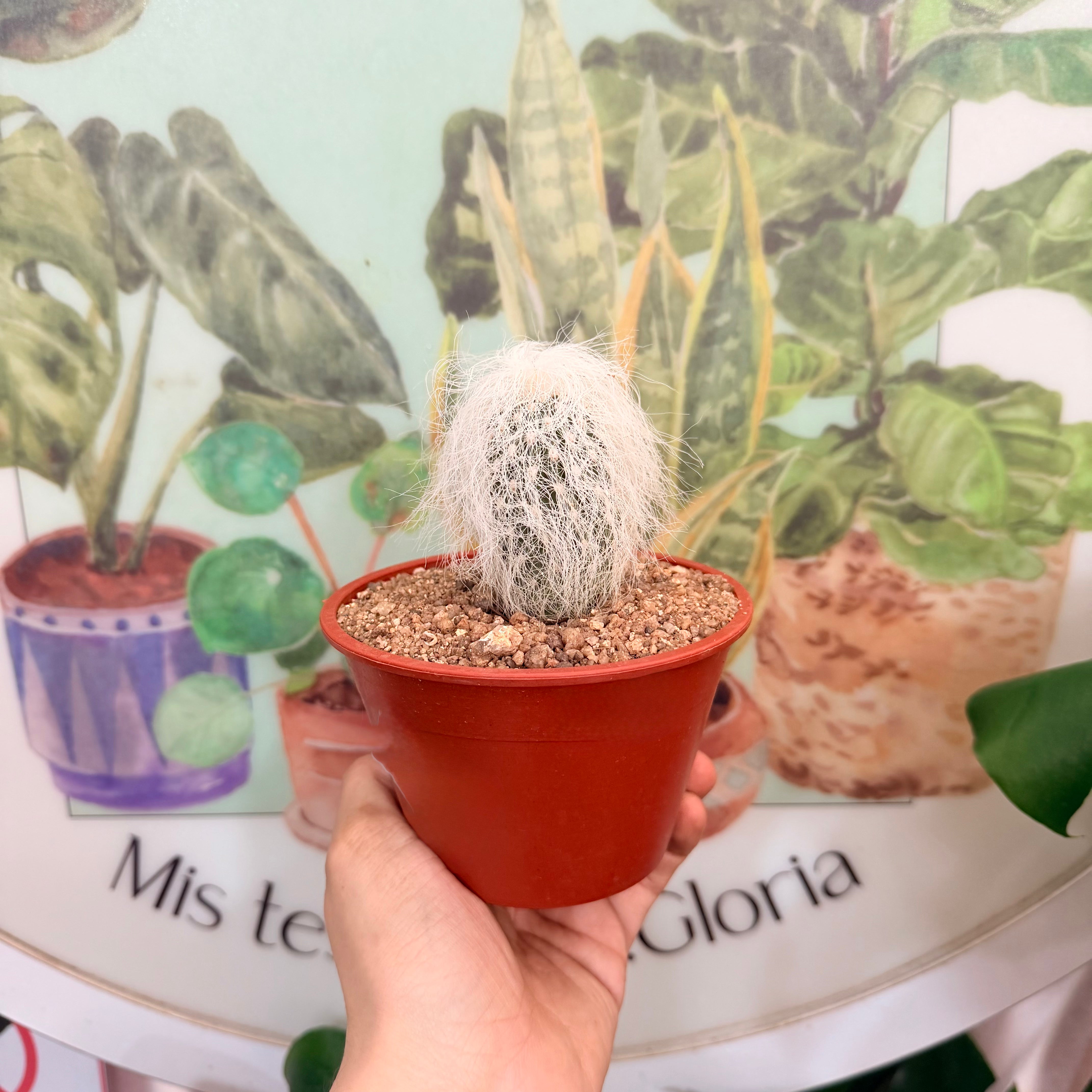 Cephalocereus senilis / Cactus viejito