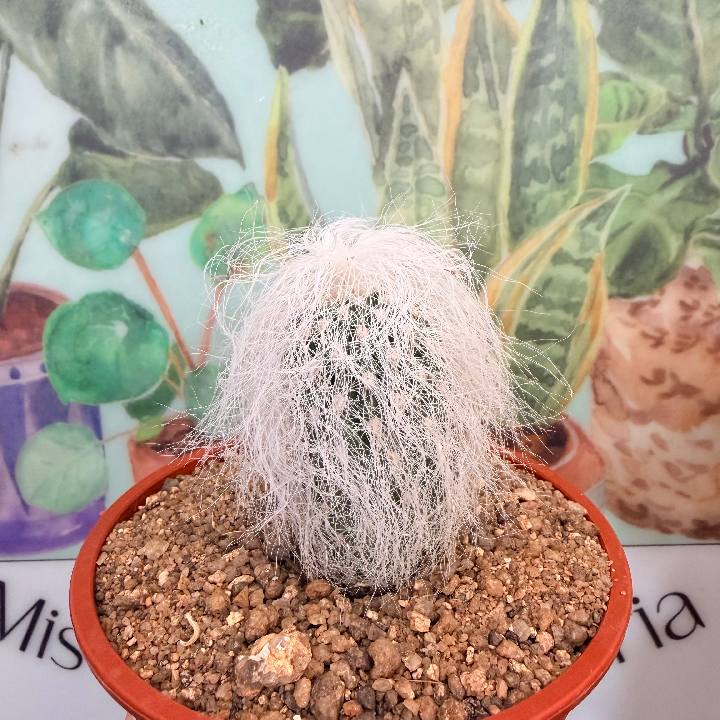 Vivero Mis Tesoros C Gloria