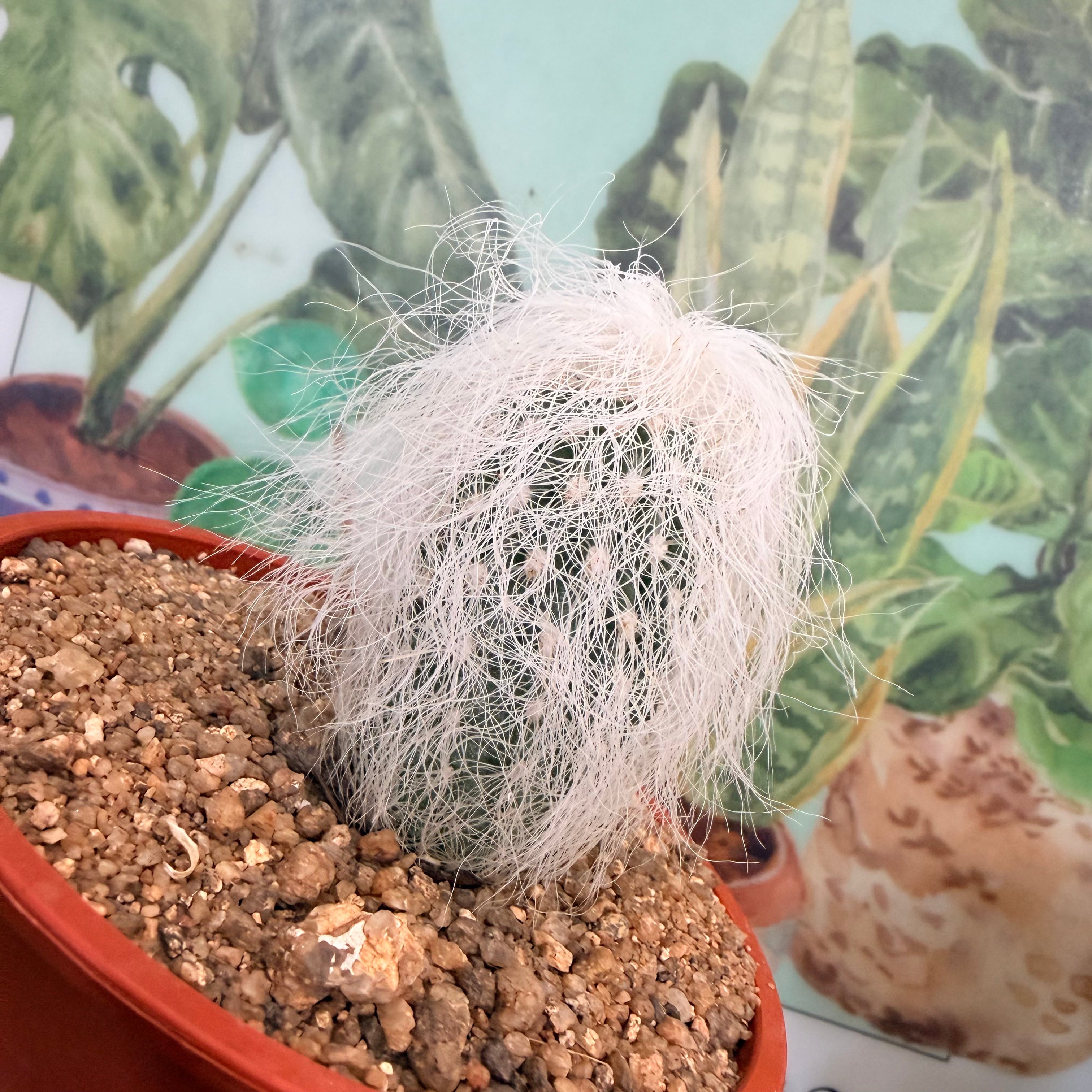 Vivero Mis Tesoros C Gloria