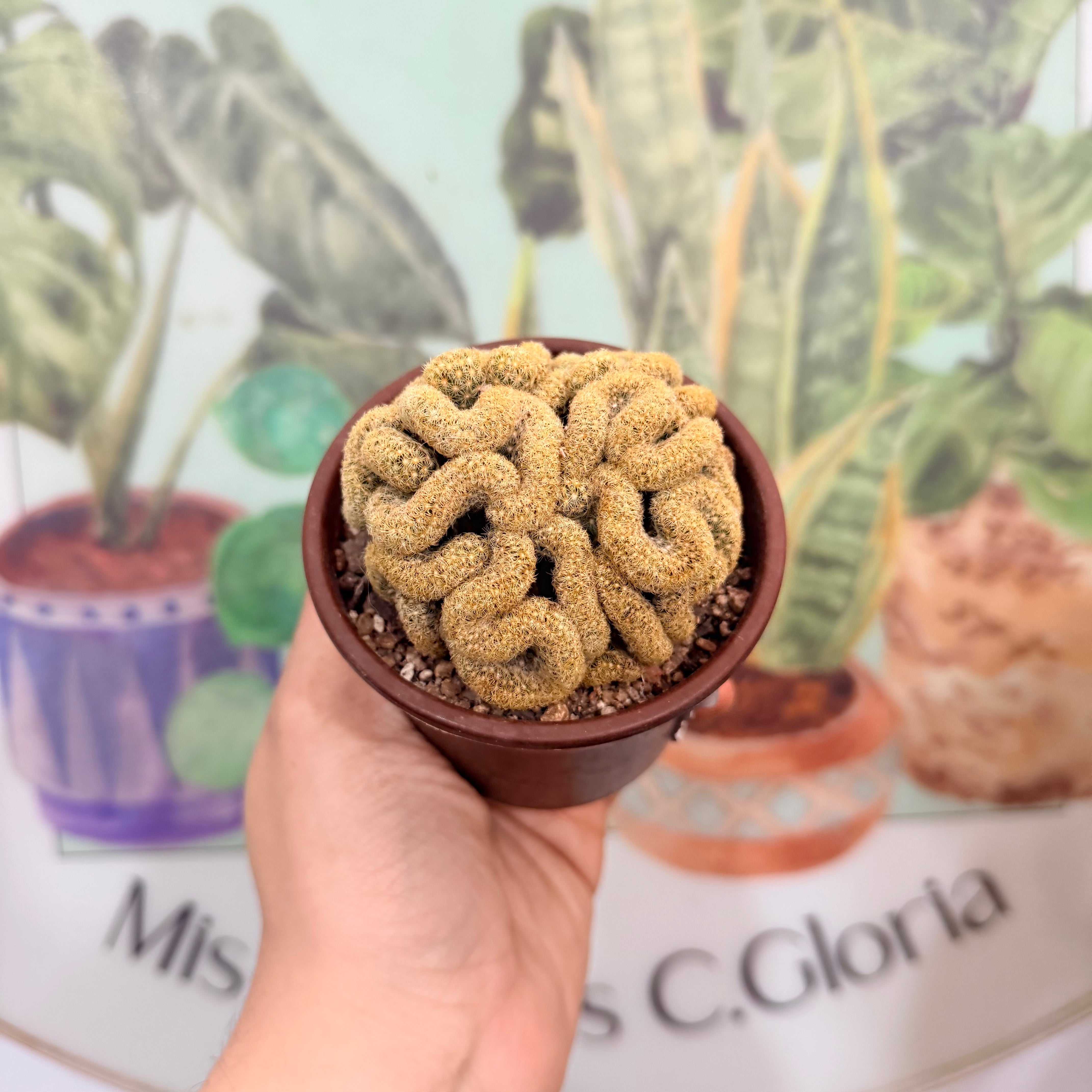 Vivero Mis Tesoros C Gloria