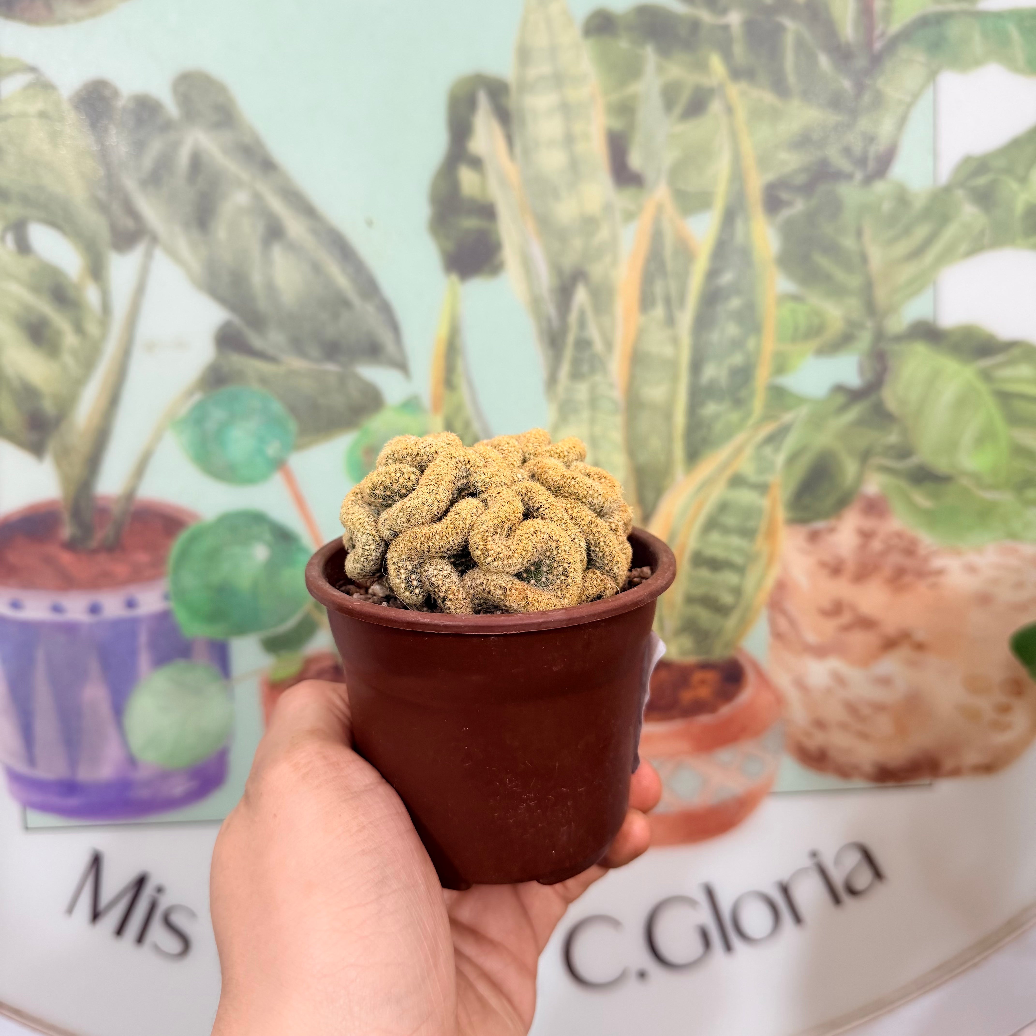 Mamillaria Cristata - Cerebro