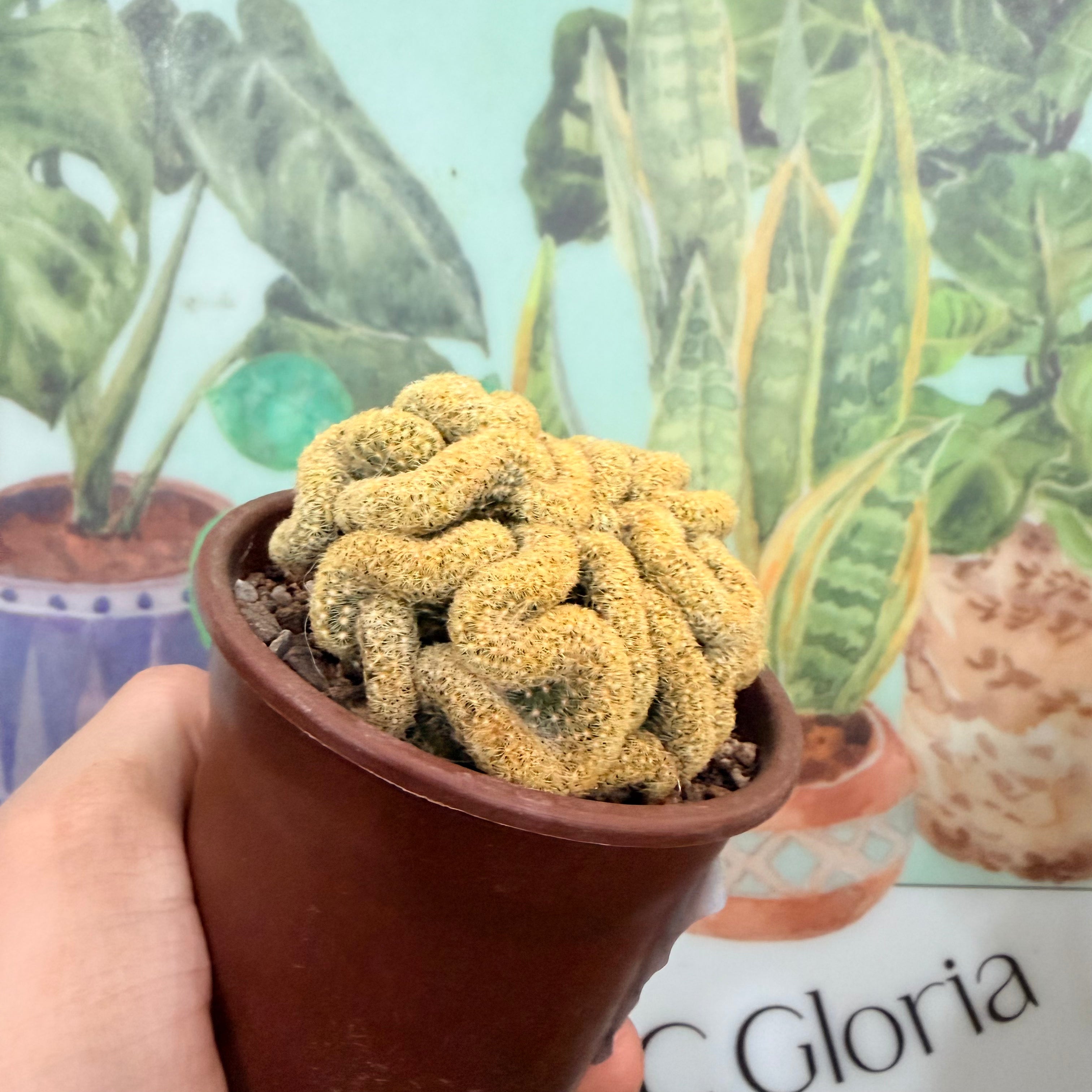 Vivero Mis Tesoros C Gloria