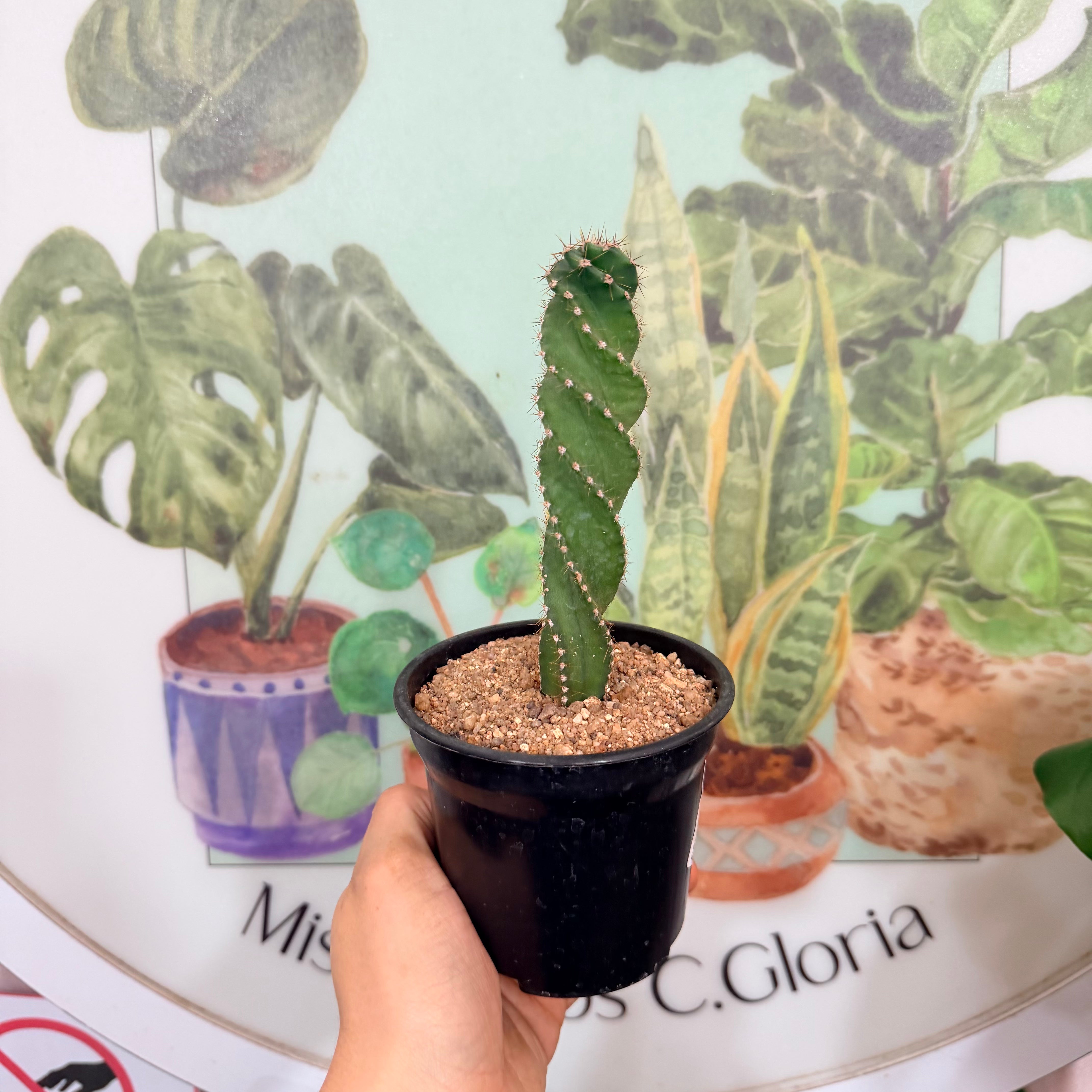 Vivero Mis Tesoros C Gloria