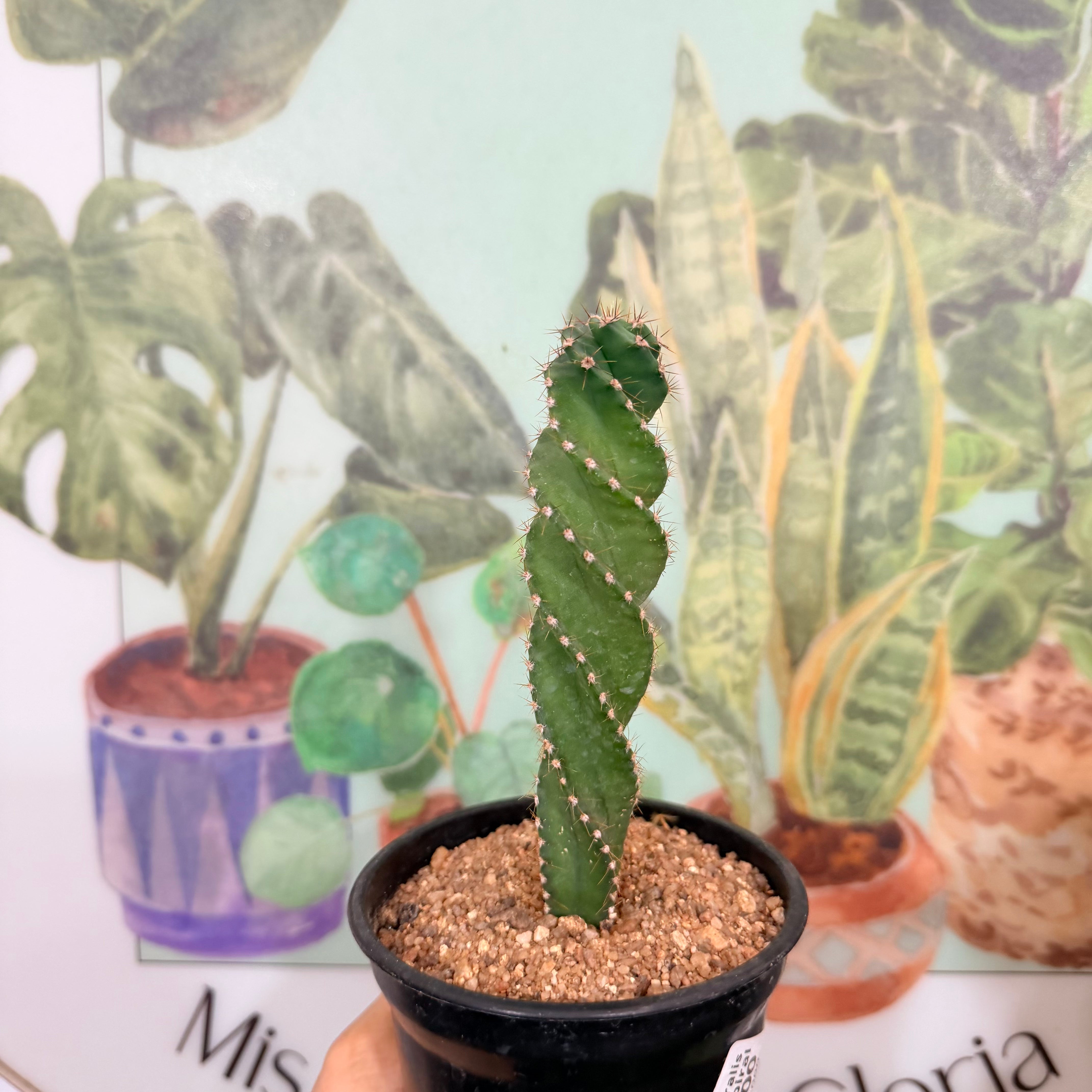 Cactus Espiral - Cereus Spiralis