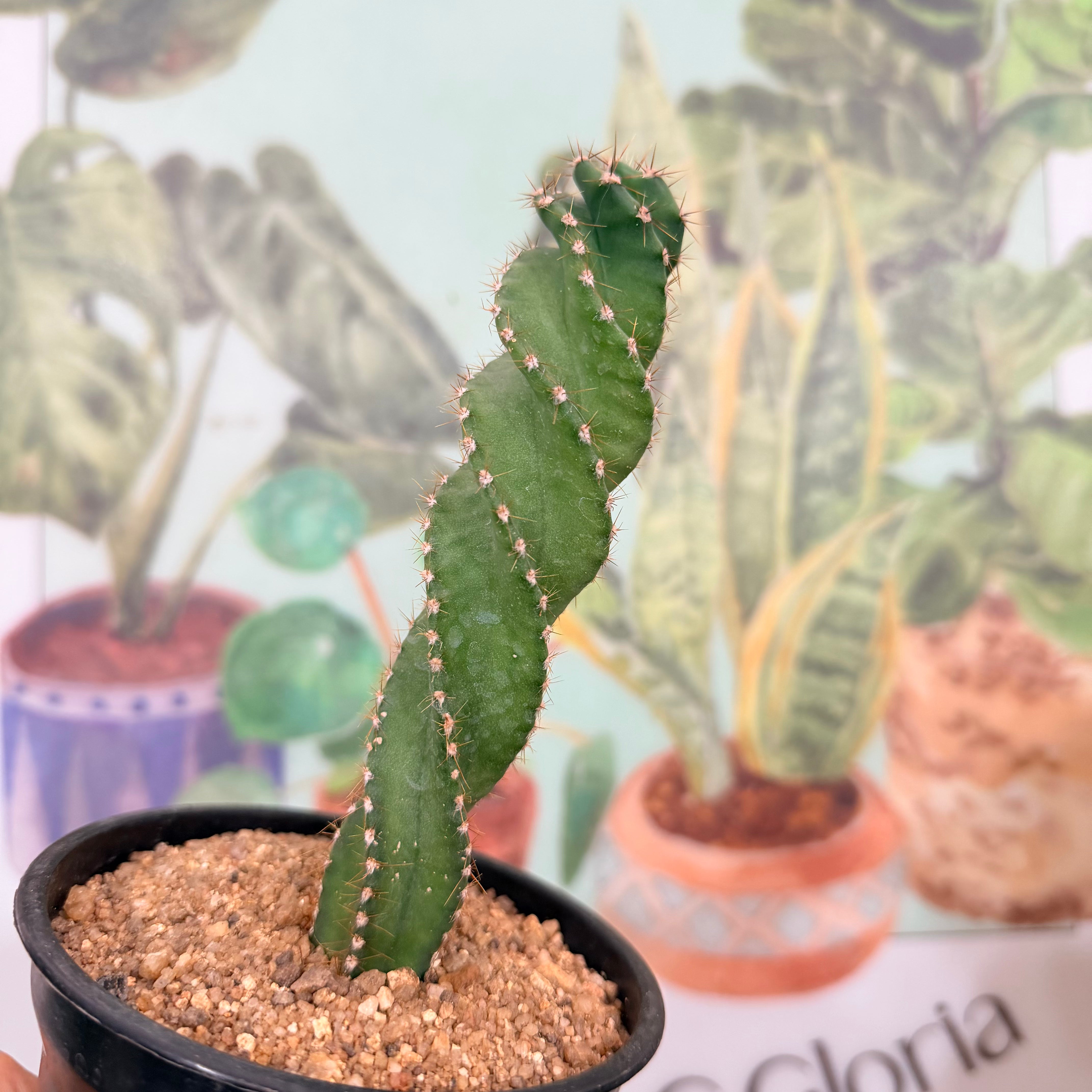 Vivero Mis Tesoros C Gloria