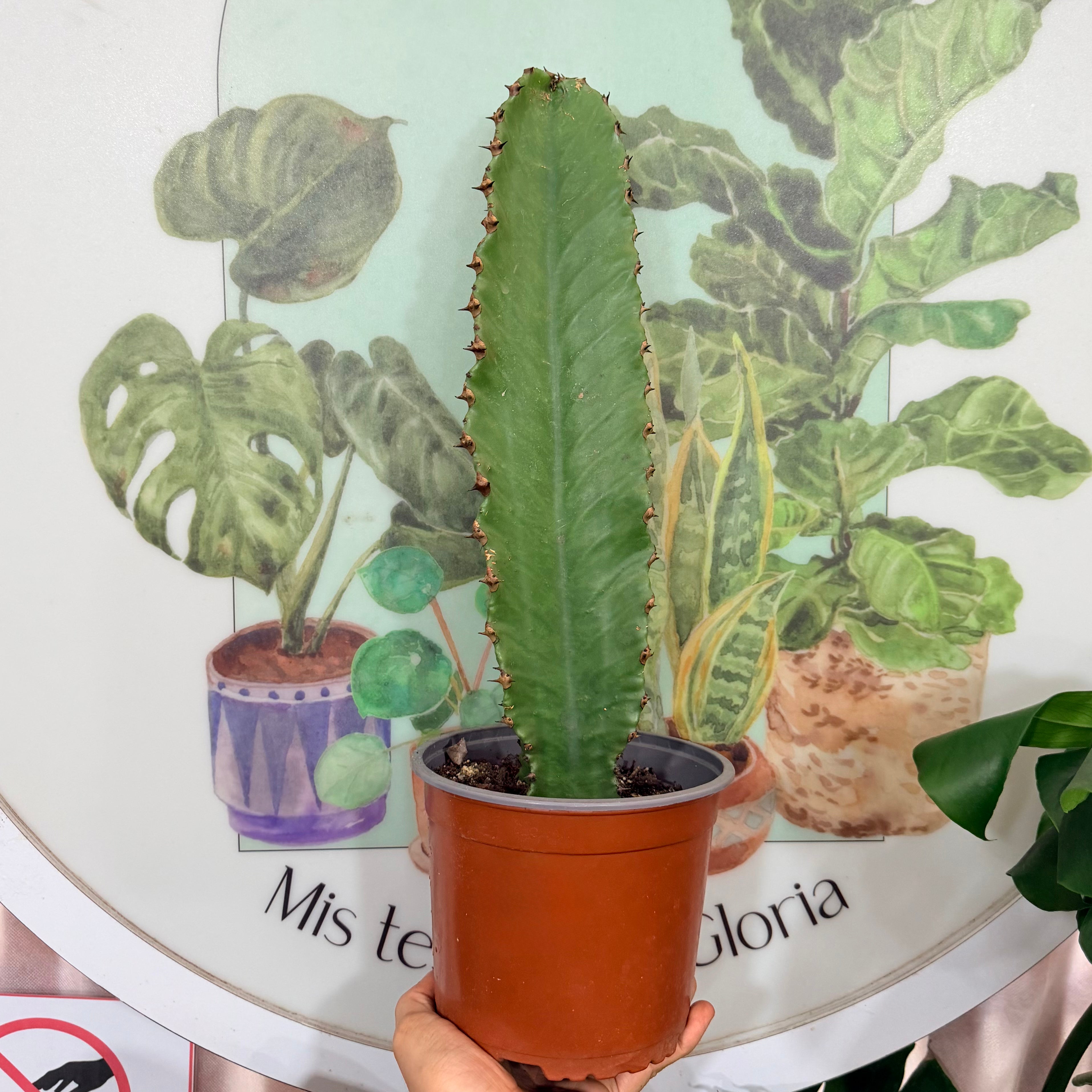 Vivero Mis Tesoros C Gloria