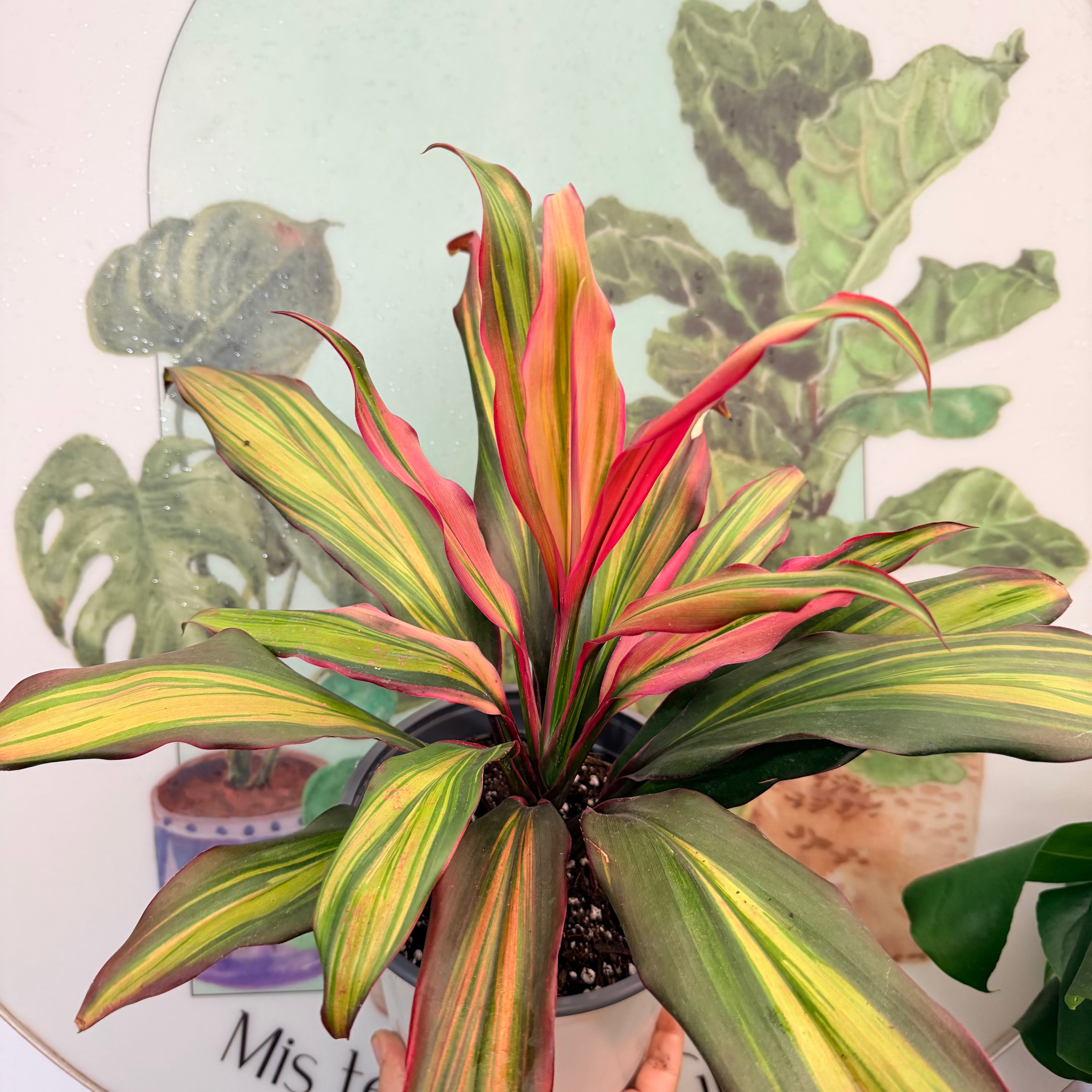 Vivero Mis Tesoros C Gloria