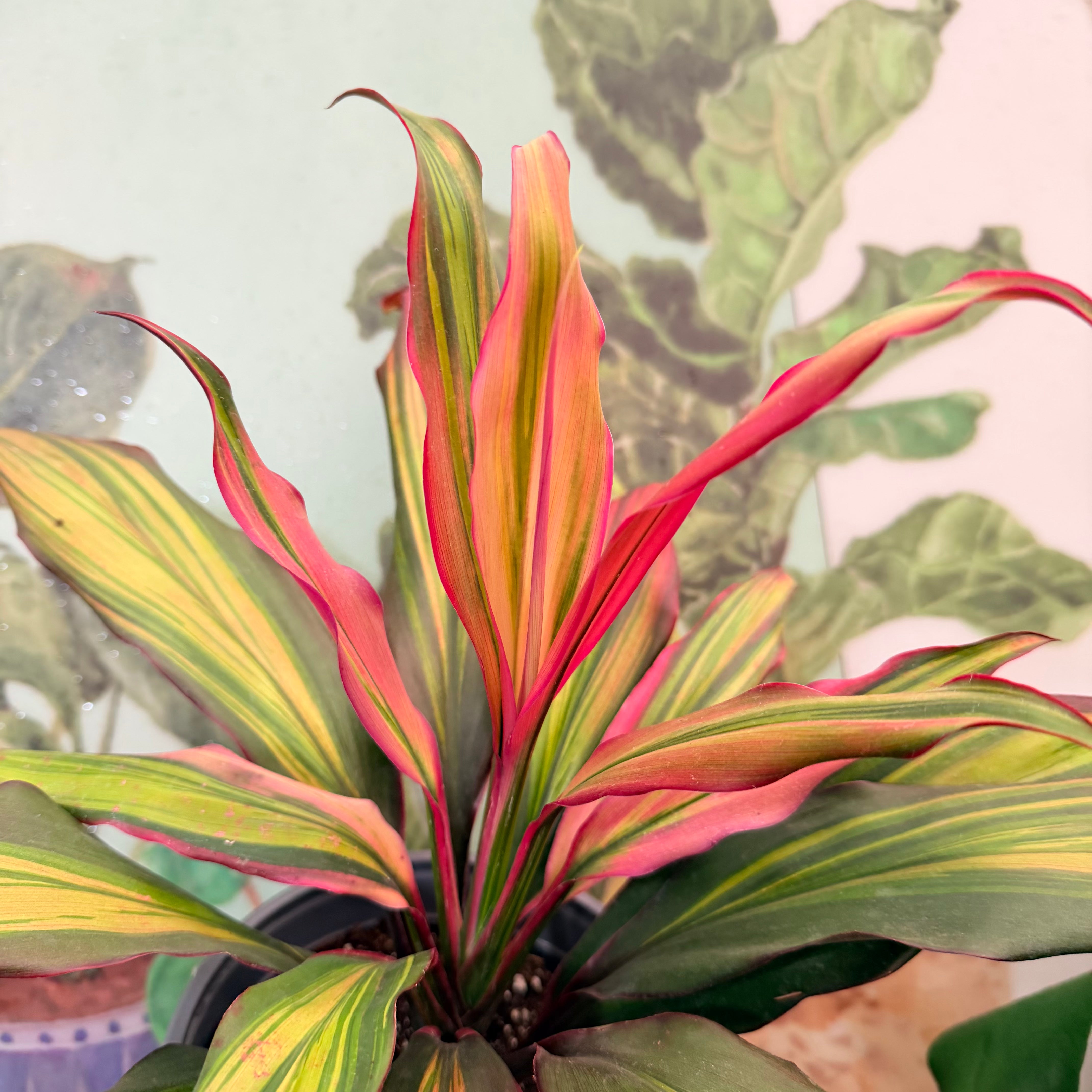 Vivero Mis Tesoros C Gloria