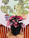 Begonia Red Kiss