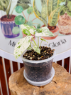 Alocasia Macrorrhiza Variegada