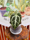 Anthurium Crystallinum