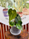 Anthurium Clarinervium