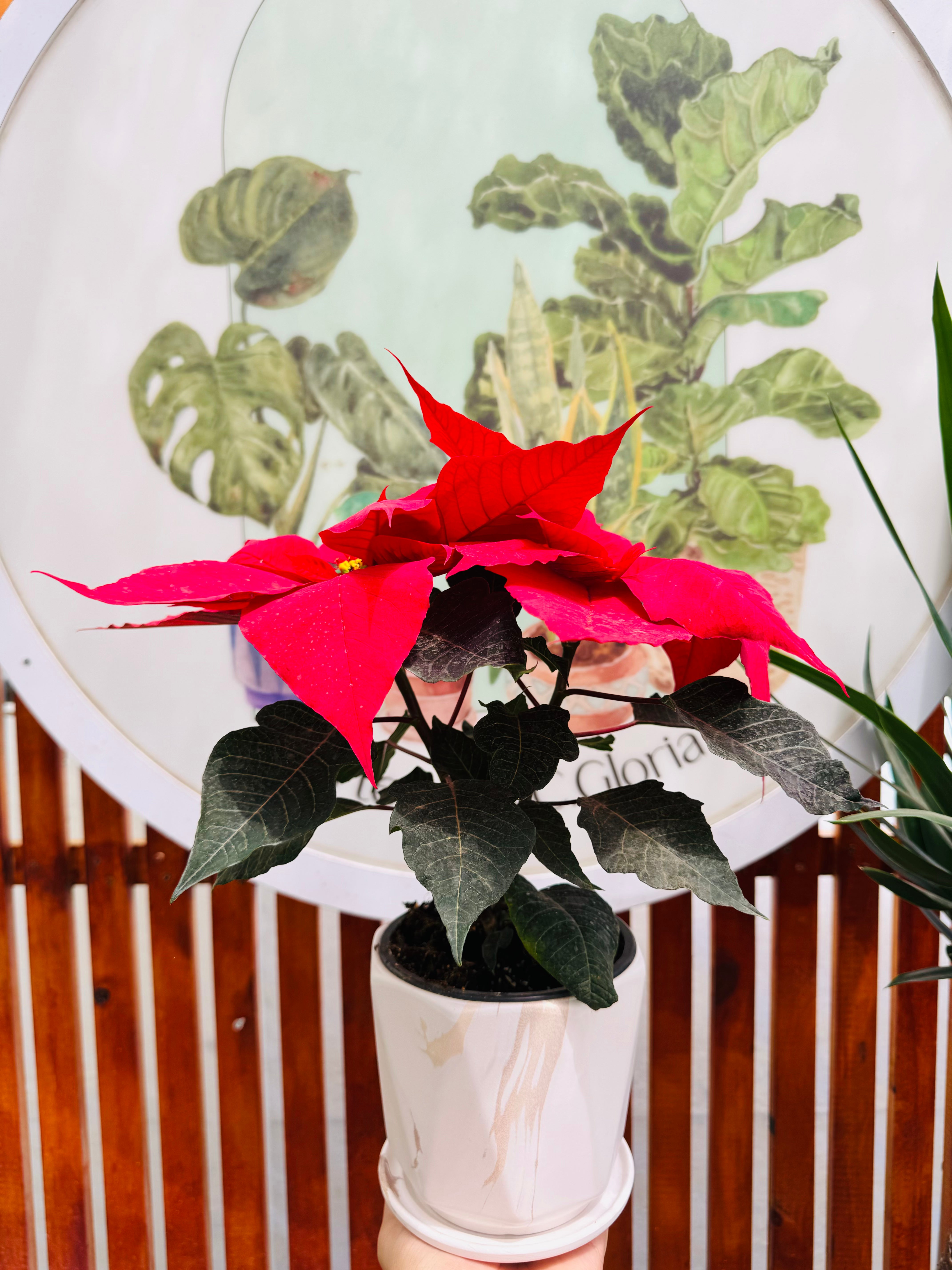 Flor de navidad - Poinsettia