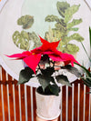 Flor de navidad - Poinsettia
