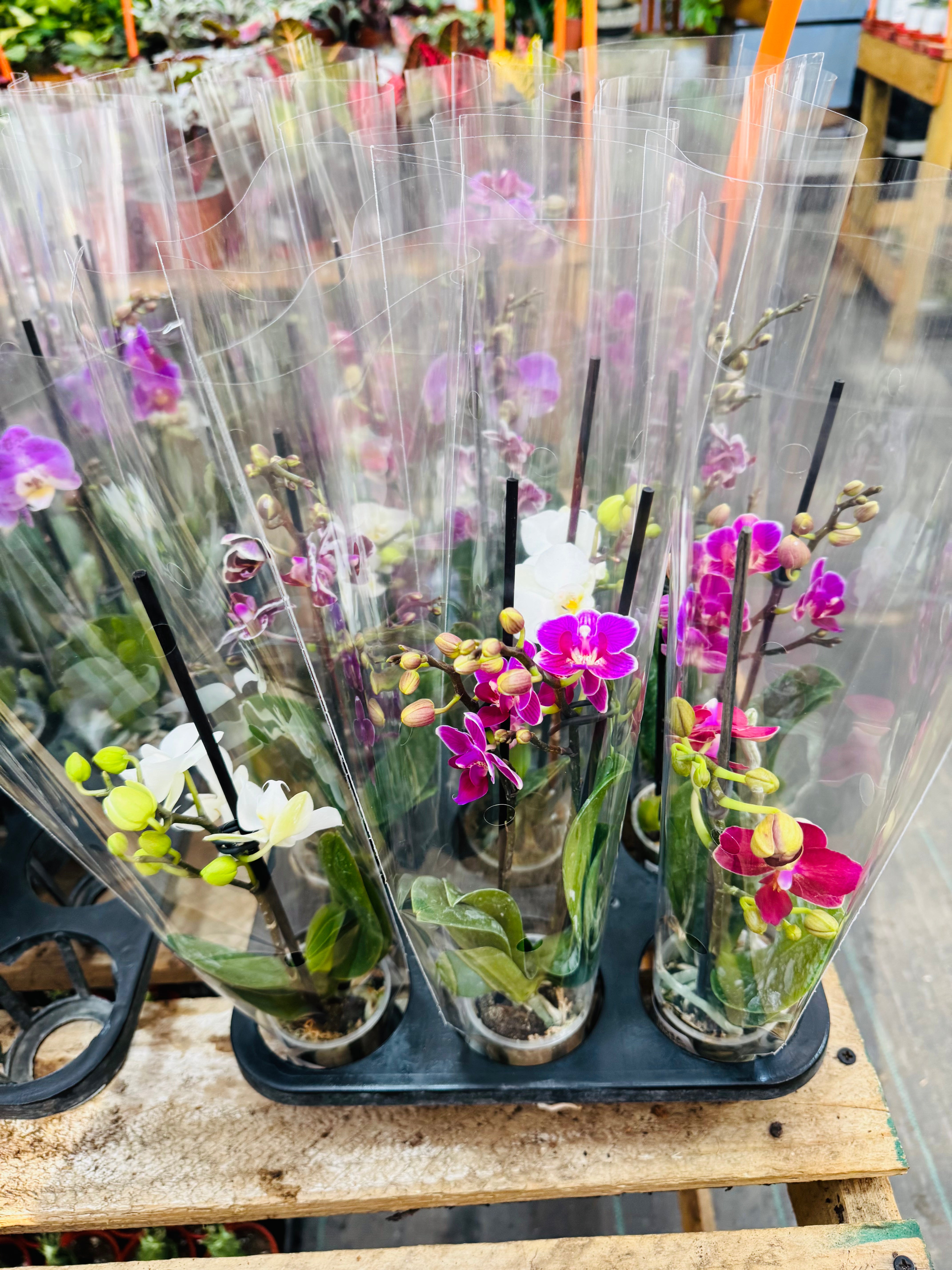 Vivero Mis Tesoros C Gloria