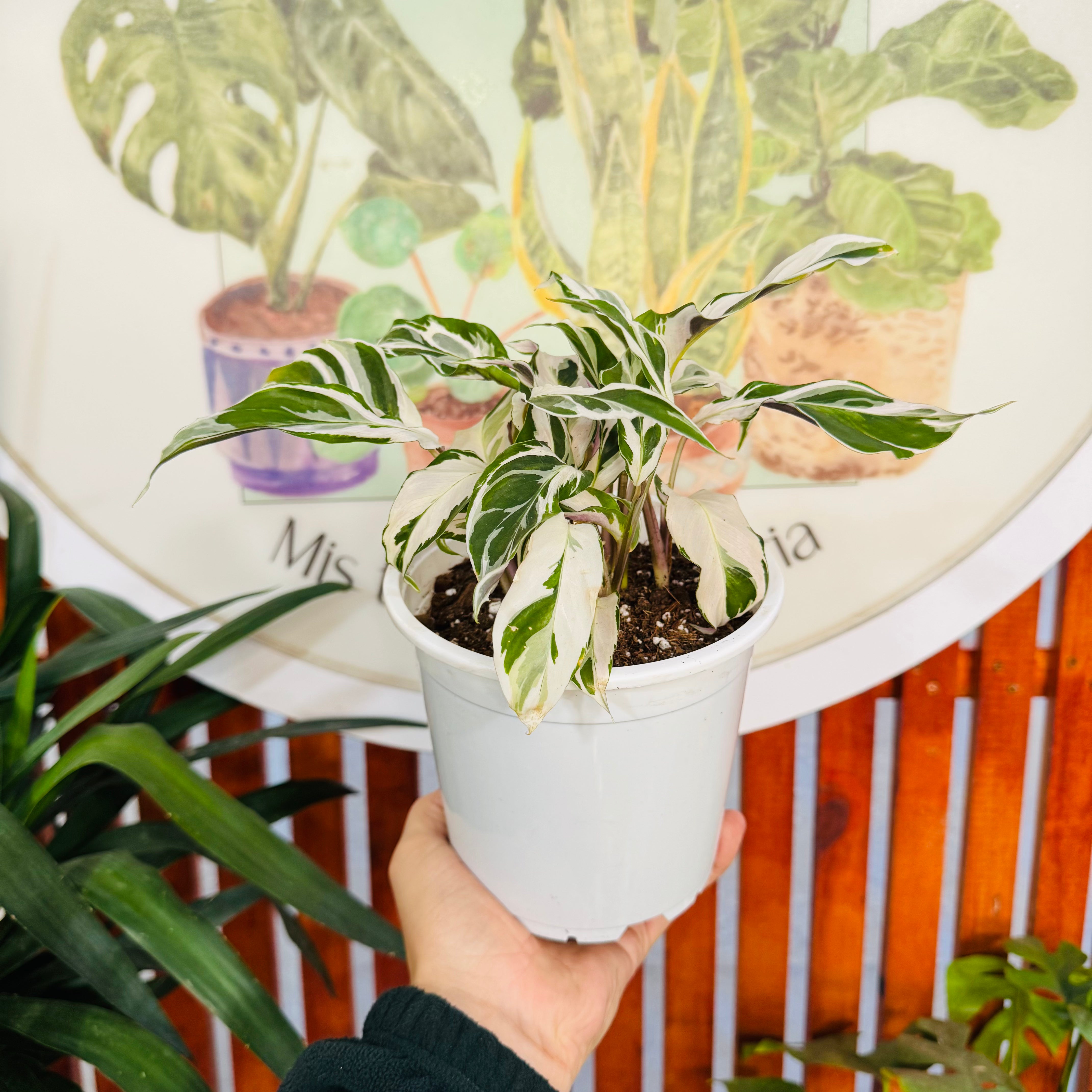 Calathea White Fussion