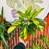 Maranta Golden