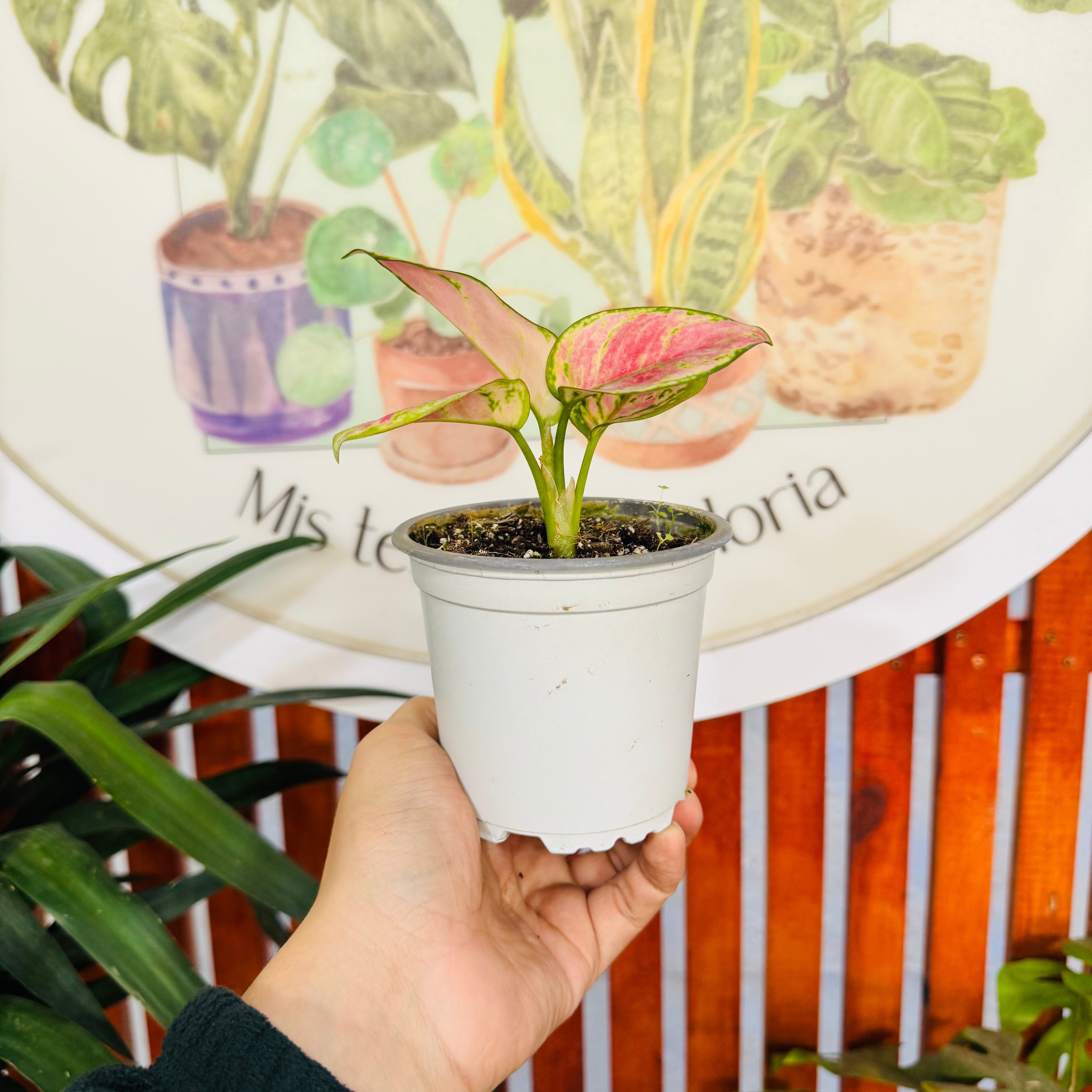 Agloenema Red Valentine