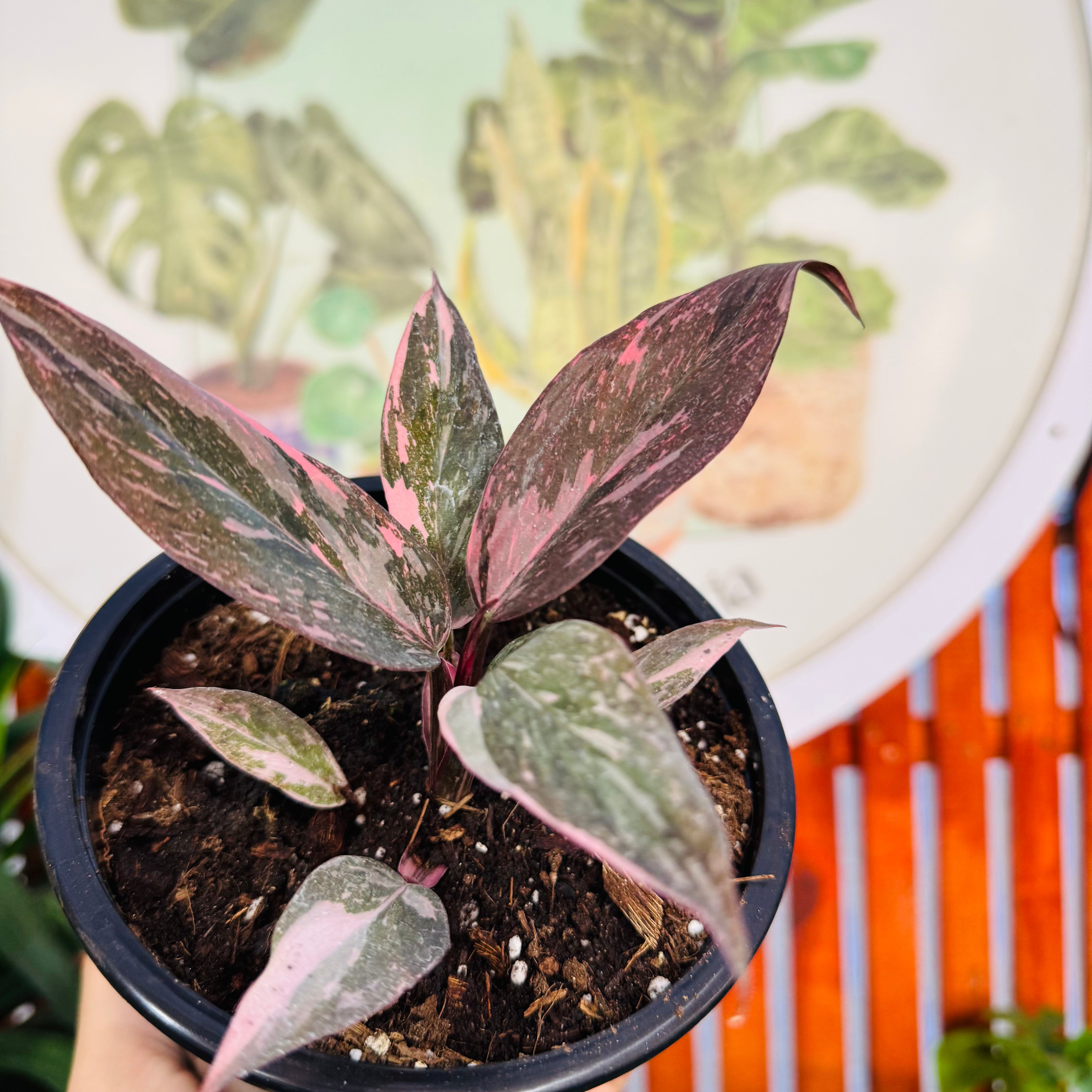 Philodendro Pink Princess Galaxy