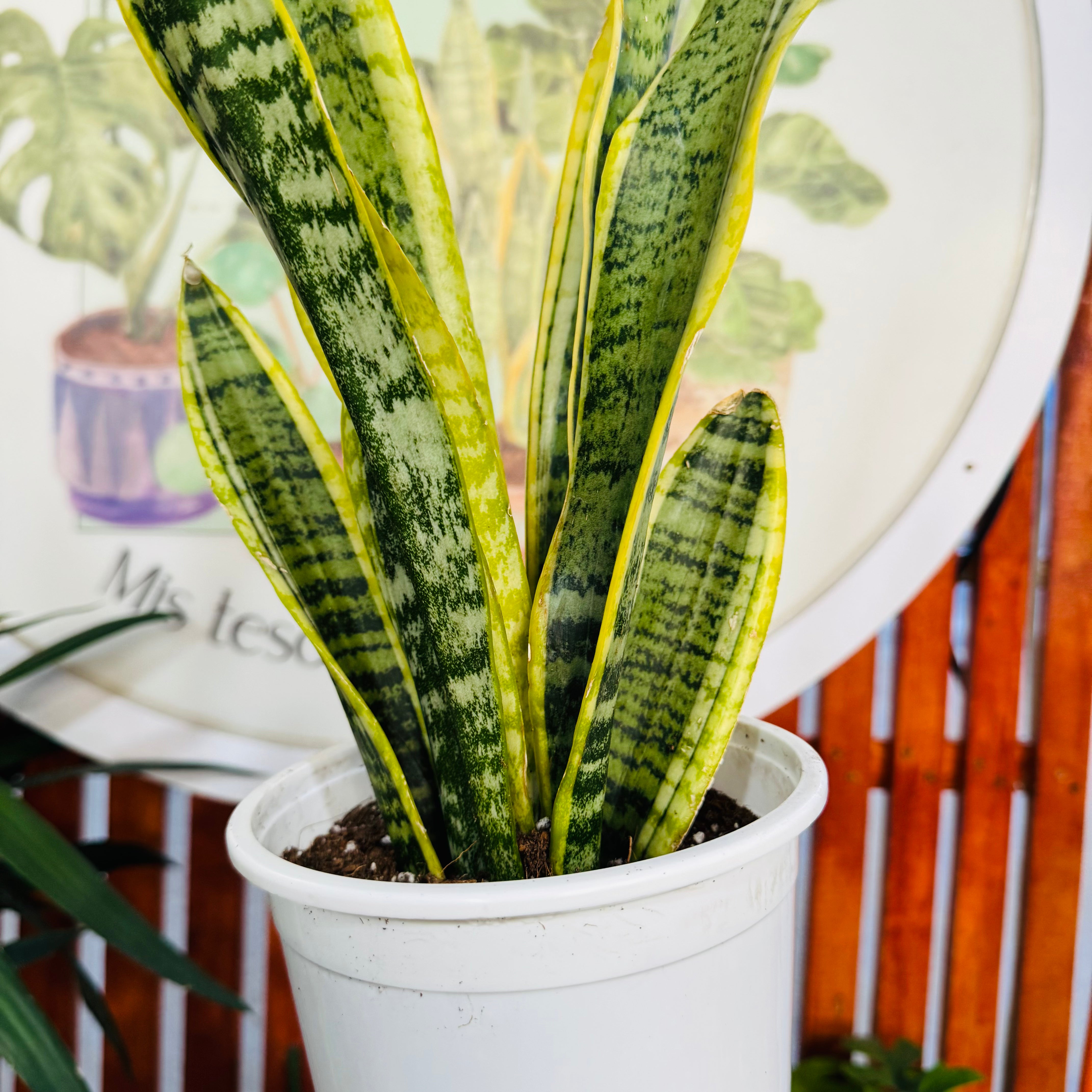 Sansevieria Laurentii