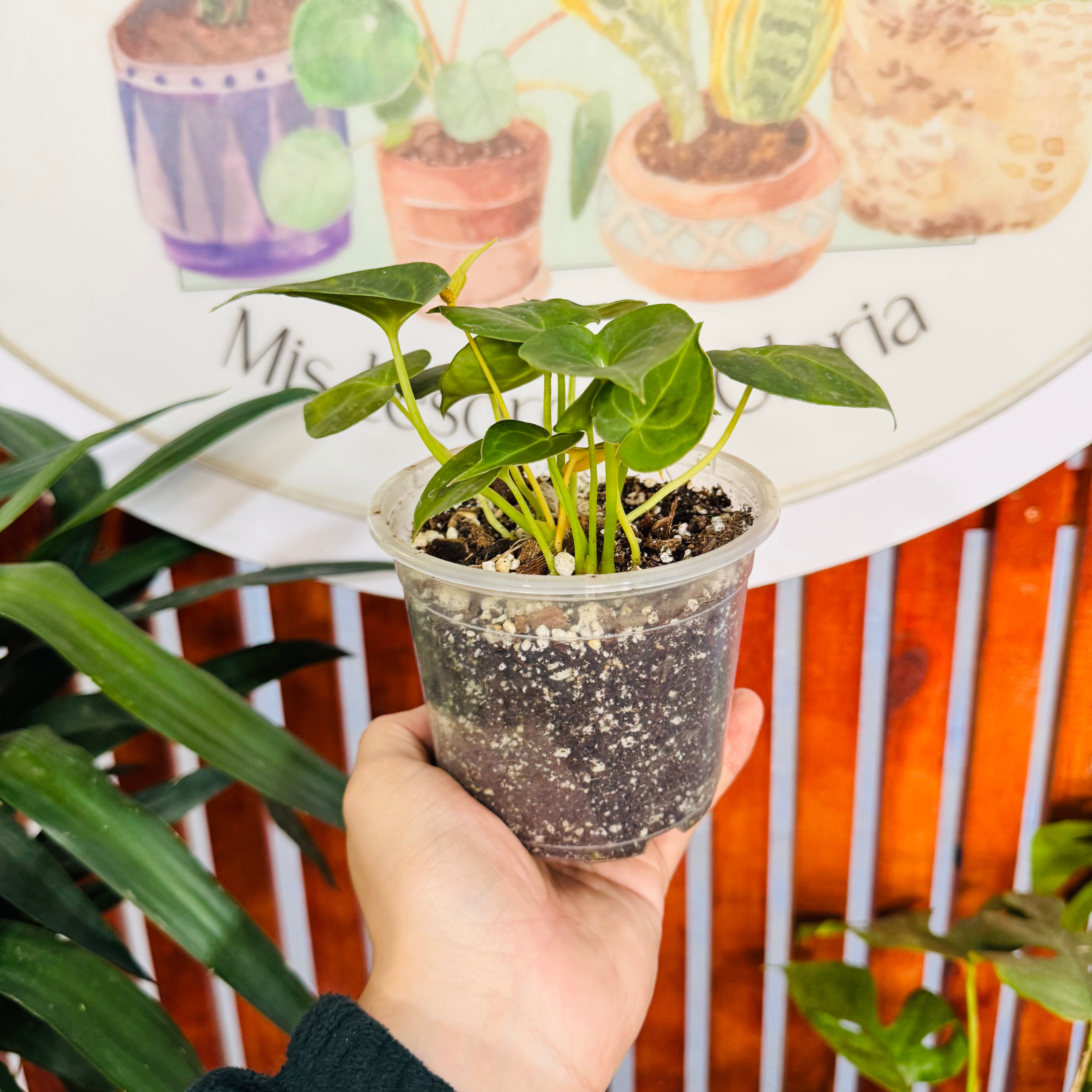 Anthurium Clarinervium