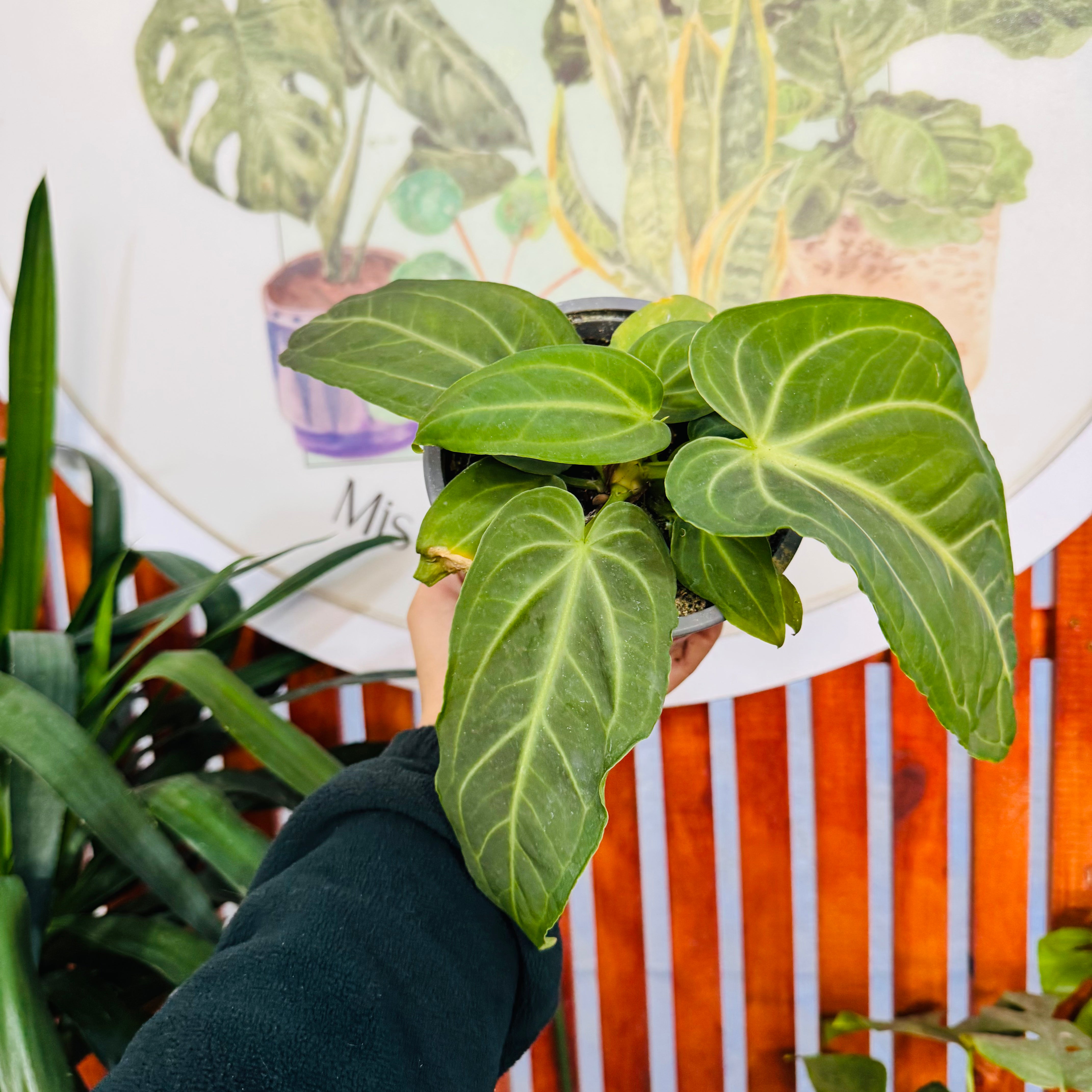 Anthurio Villenaorum