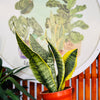 Sansevieria Superba "Lengua de Suegra"