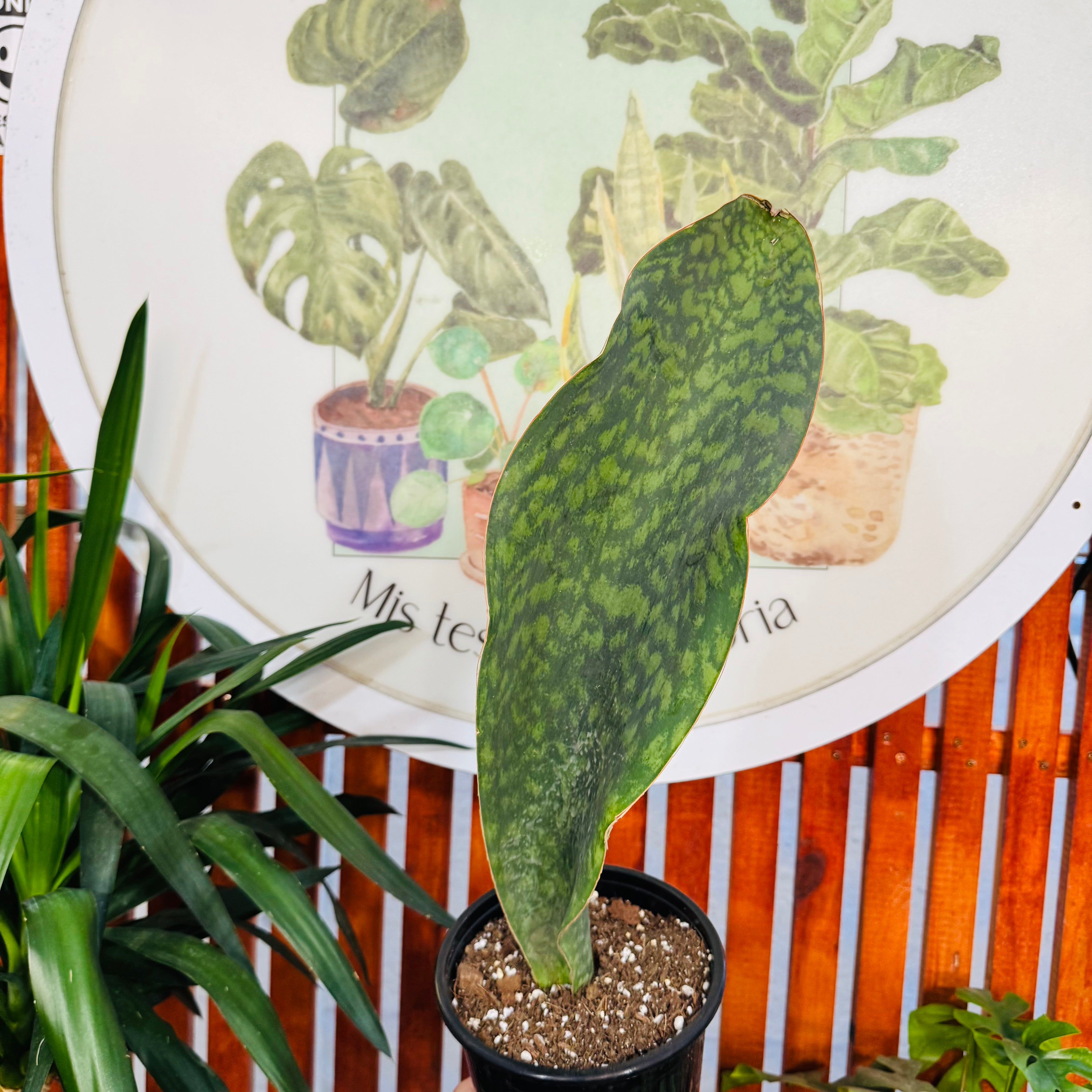 Sansevieria Masoniana "Cola de Ballena"