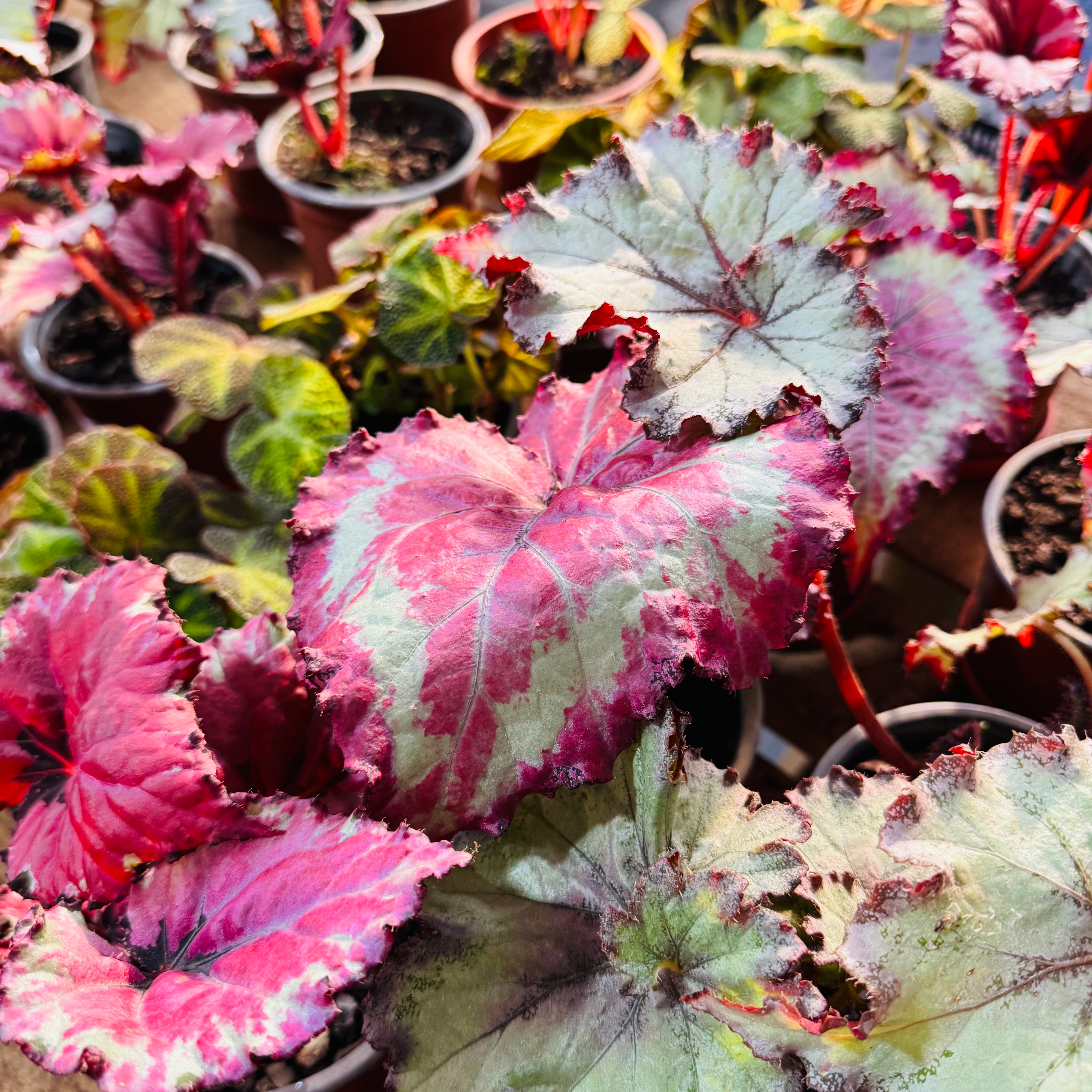 Vivero Mis Tesoros C Gloria