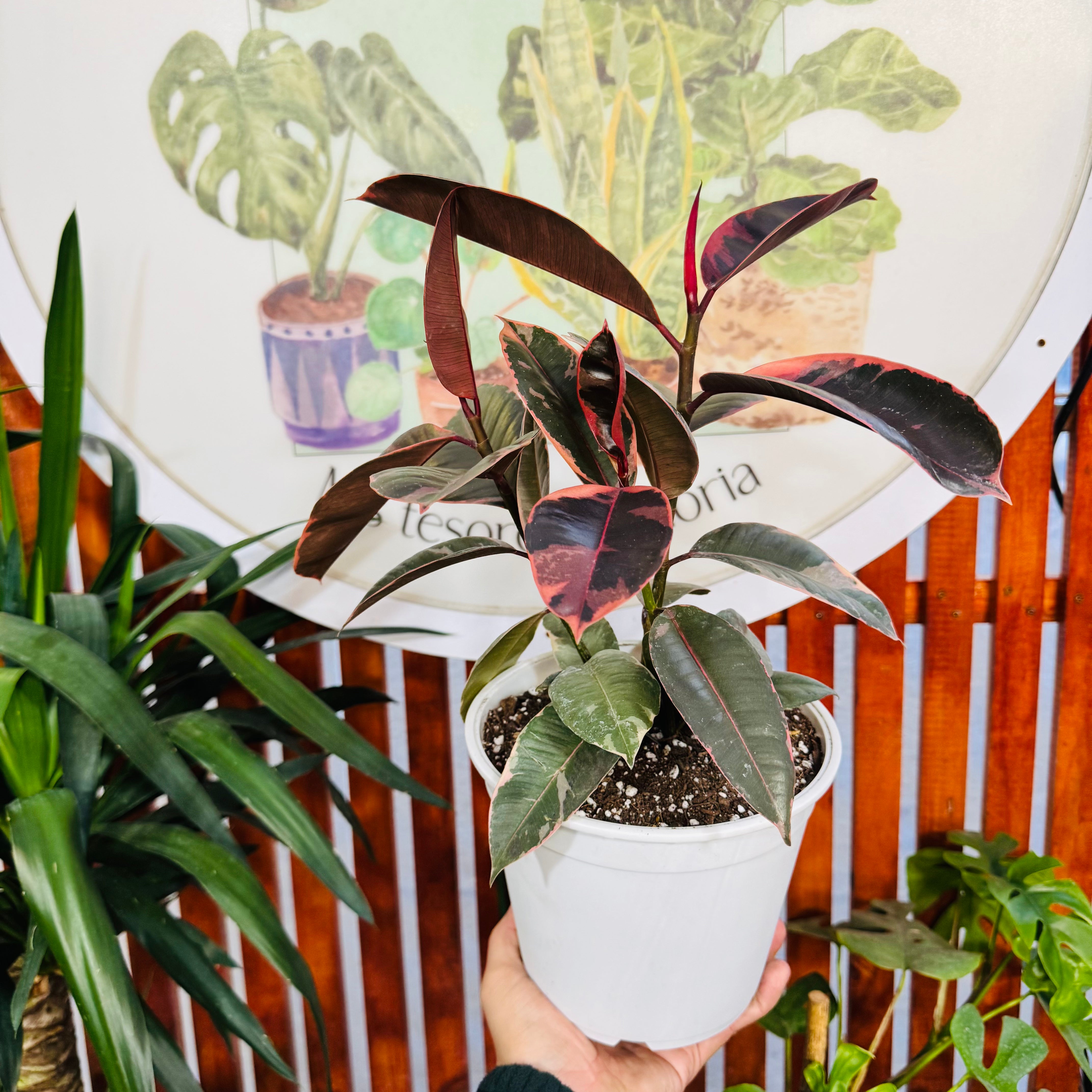 Ficus Ruby