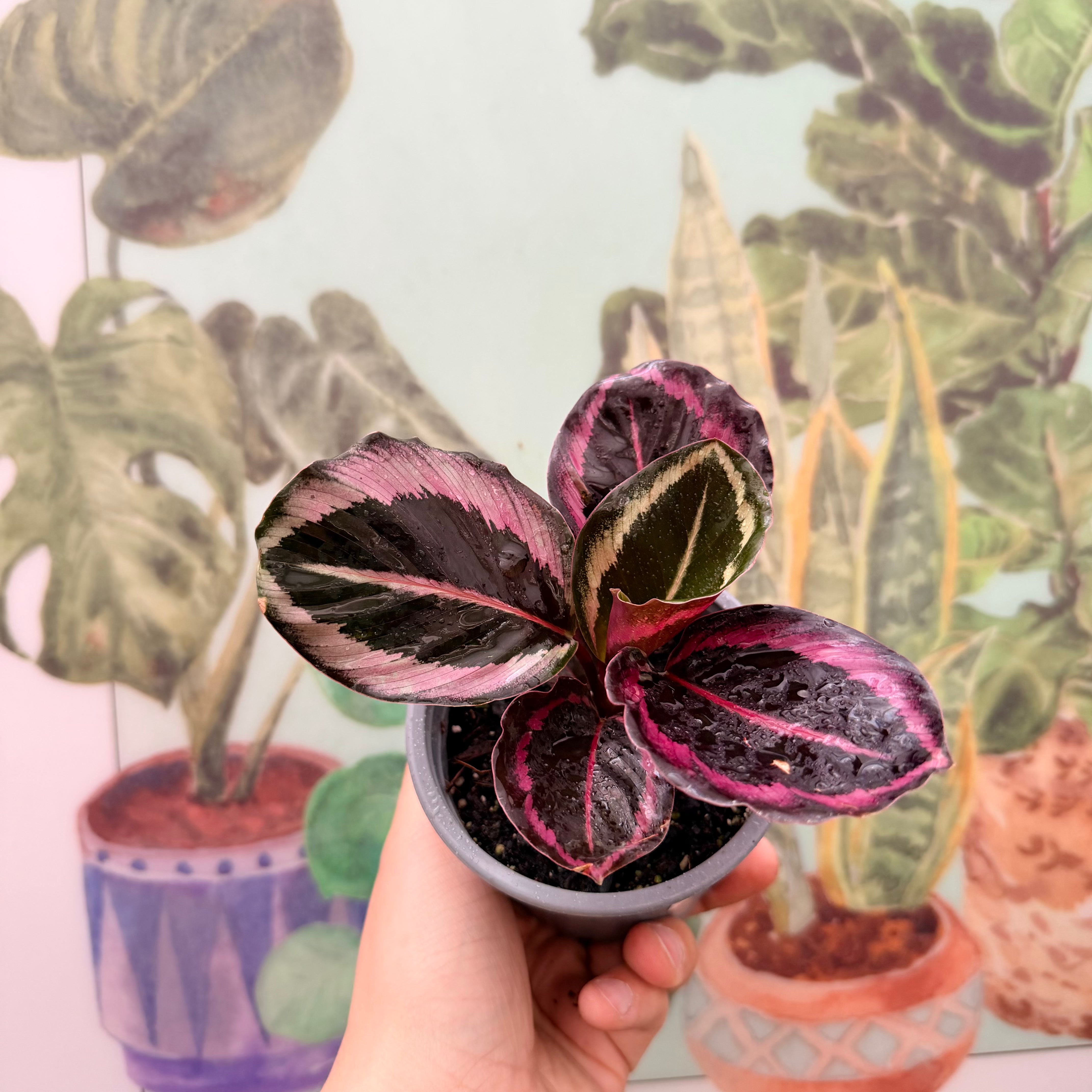 Vivero Mis Tesoros C Gloria