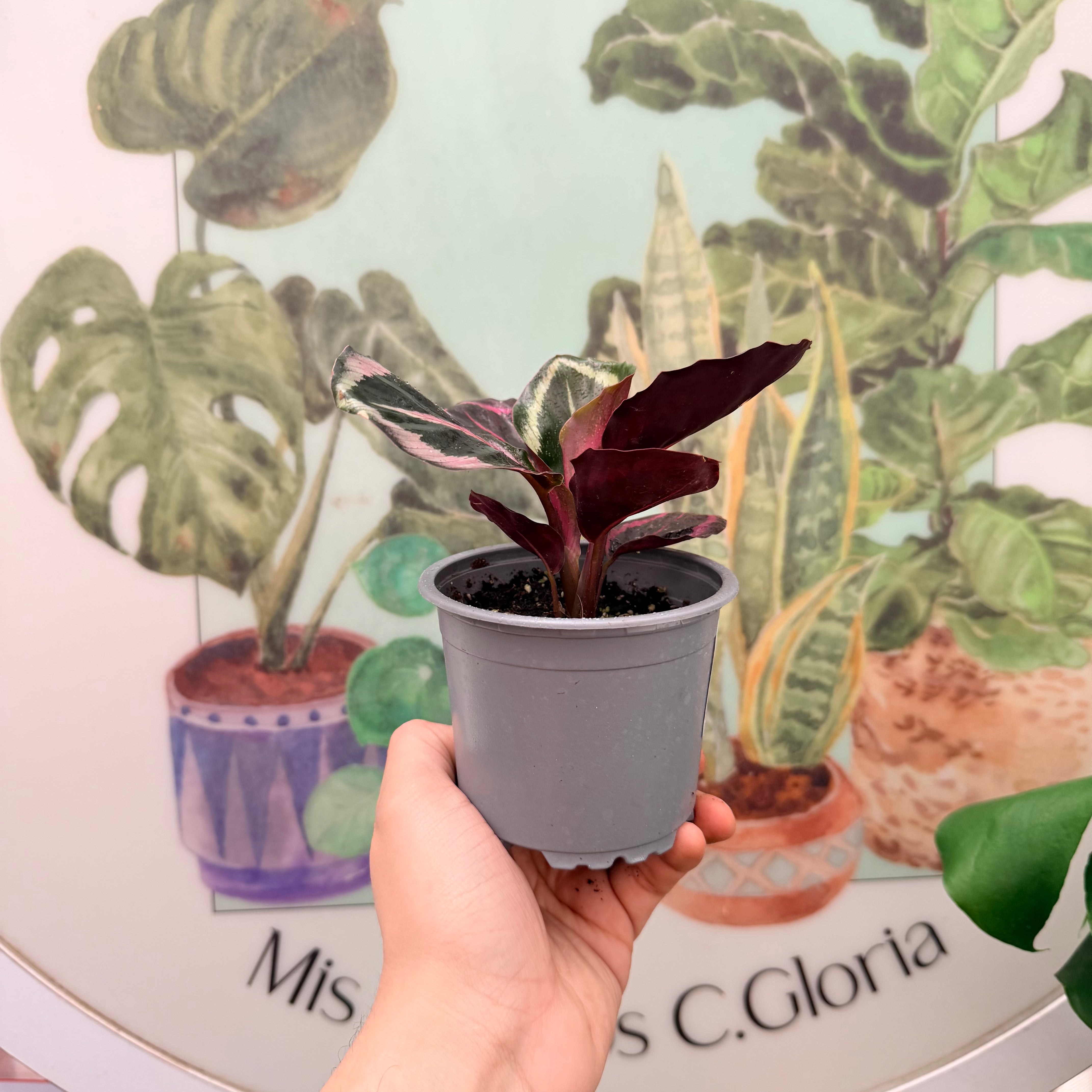 Calathea Red Mojo
