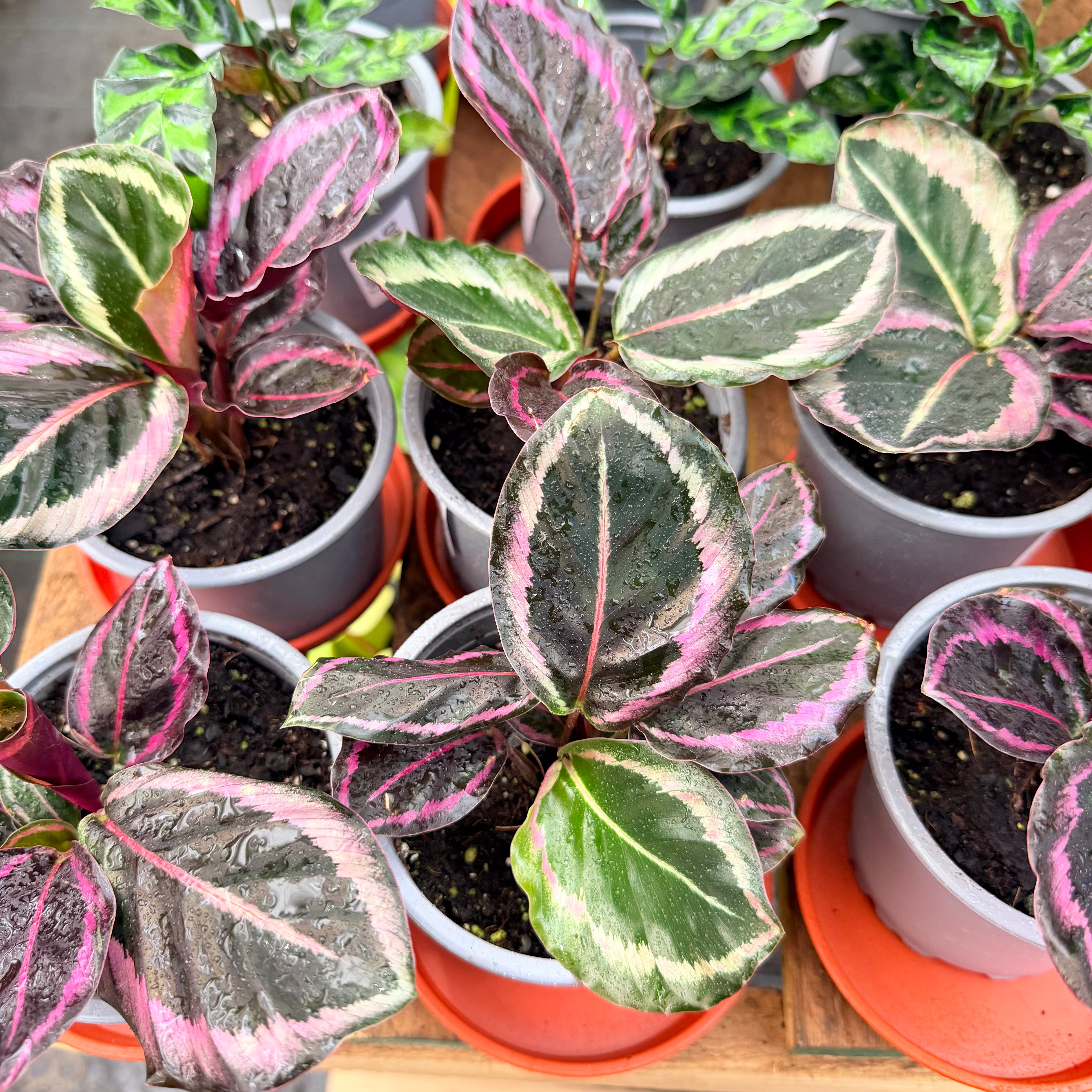 Vivero Mis Tesoros C Gloria