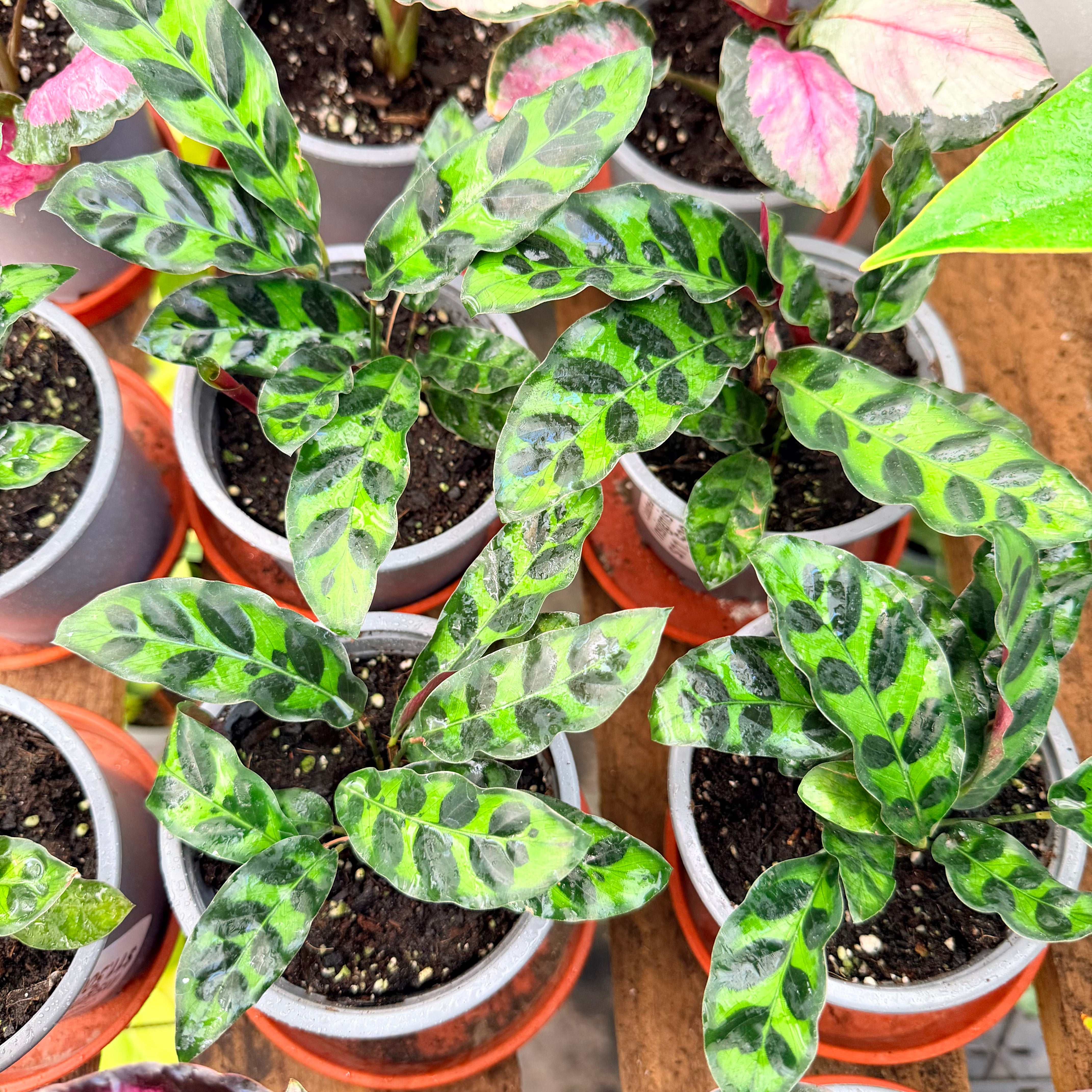 Vivero Mis Tesoros C Gloria