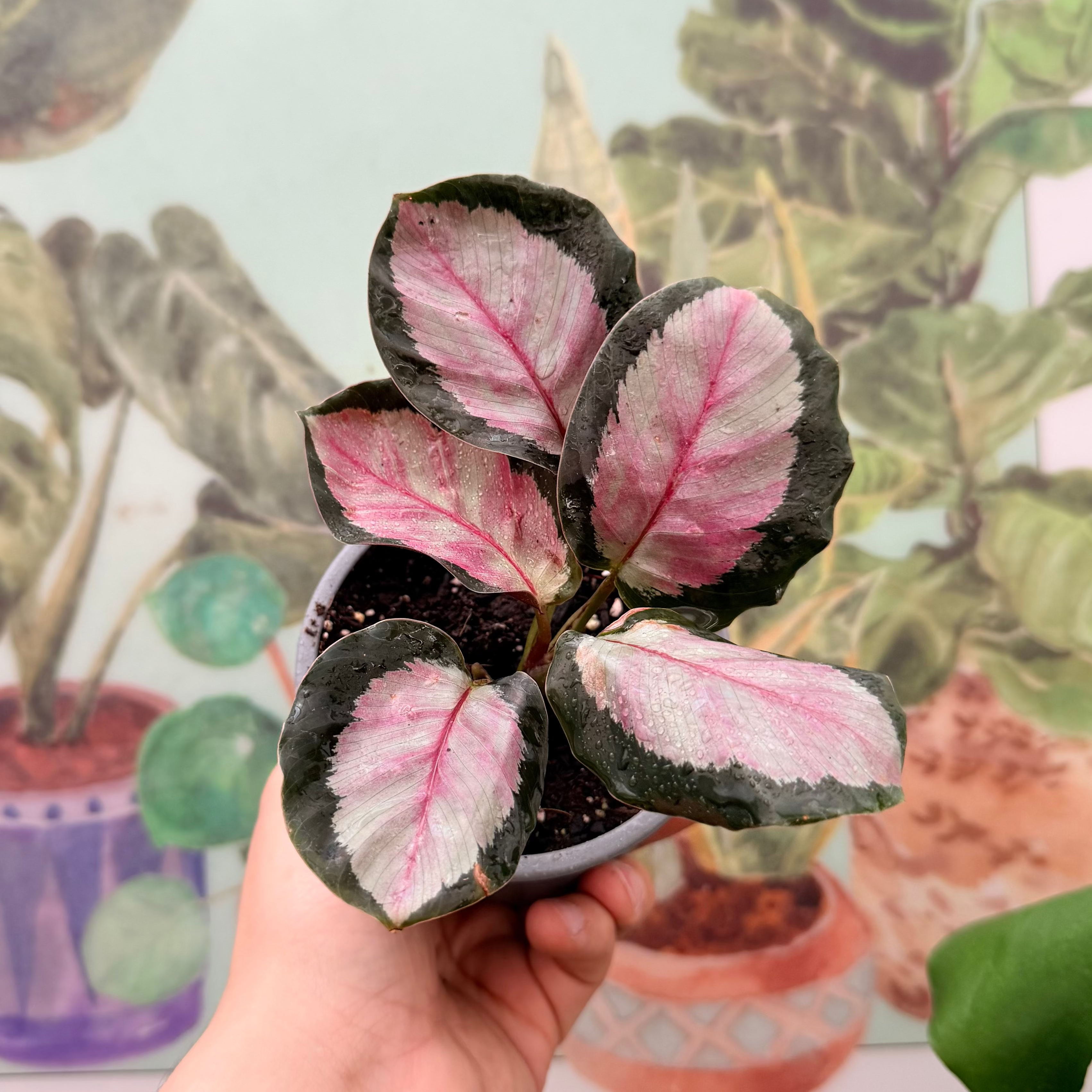 Vivero Mis Tesoros C Gloria