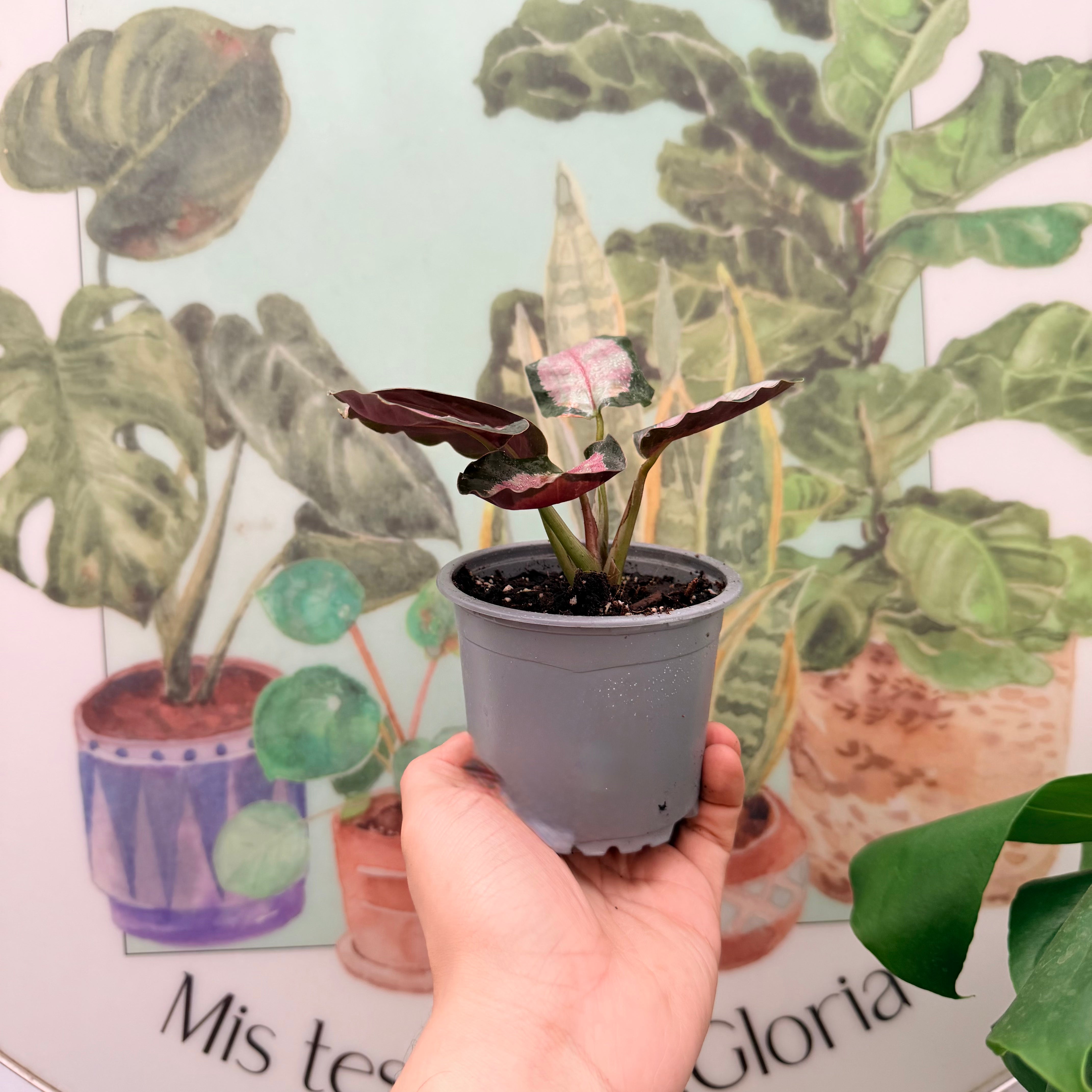 Calathea White Cloud