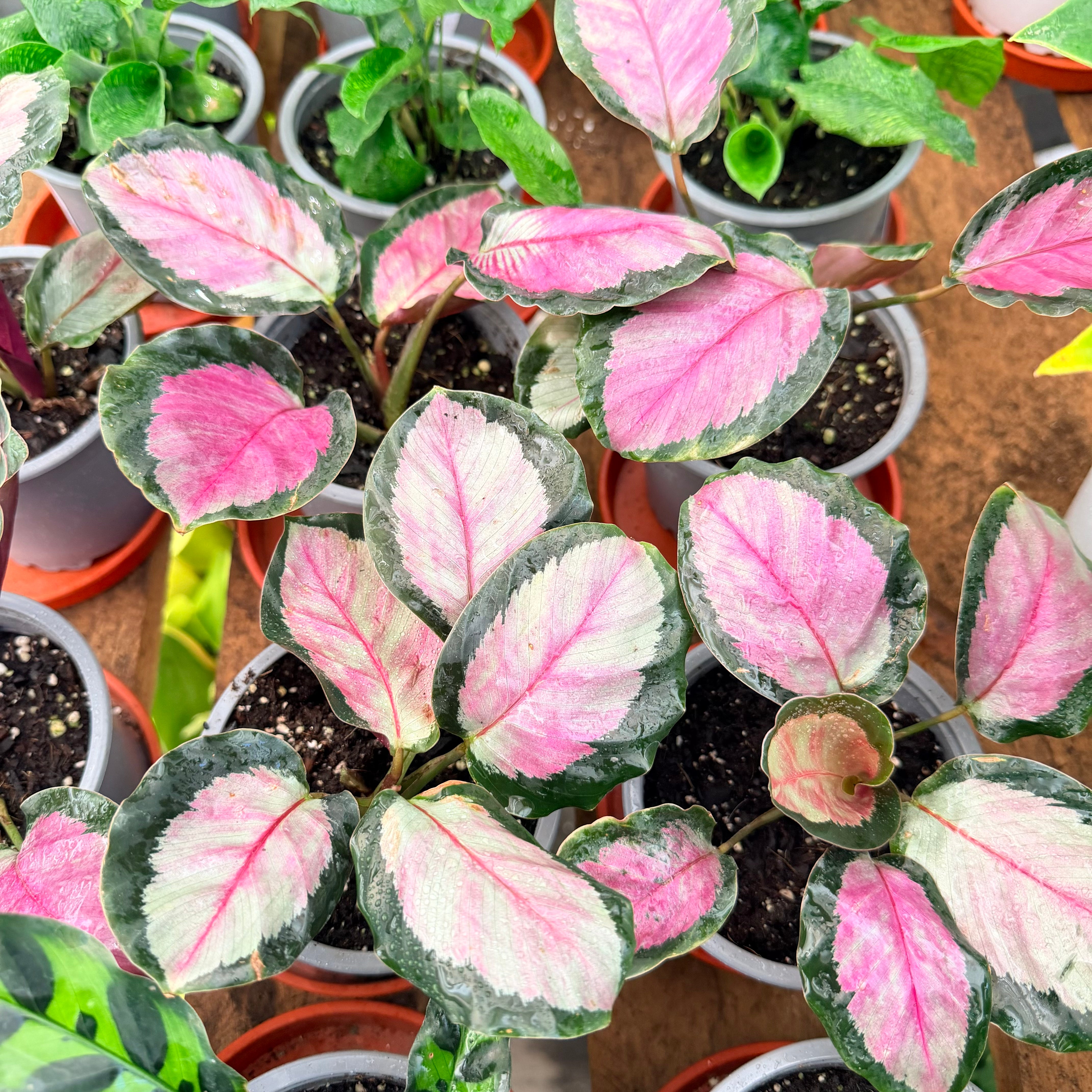 Vivero Mis Tesoros C Gloria