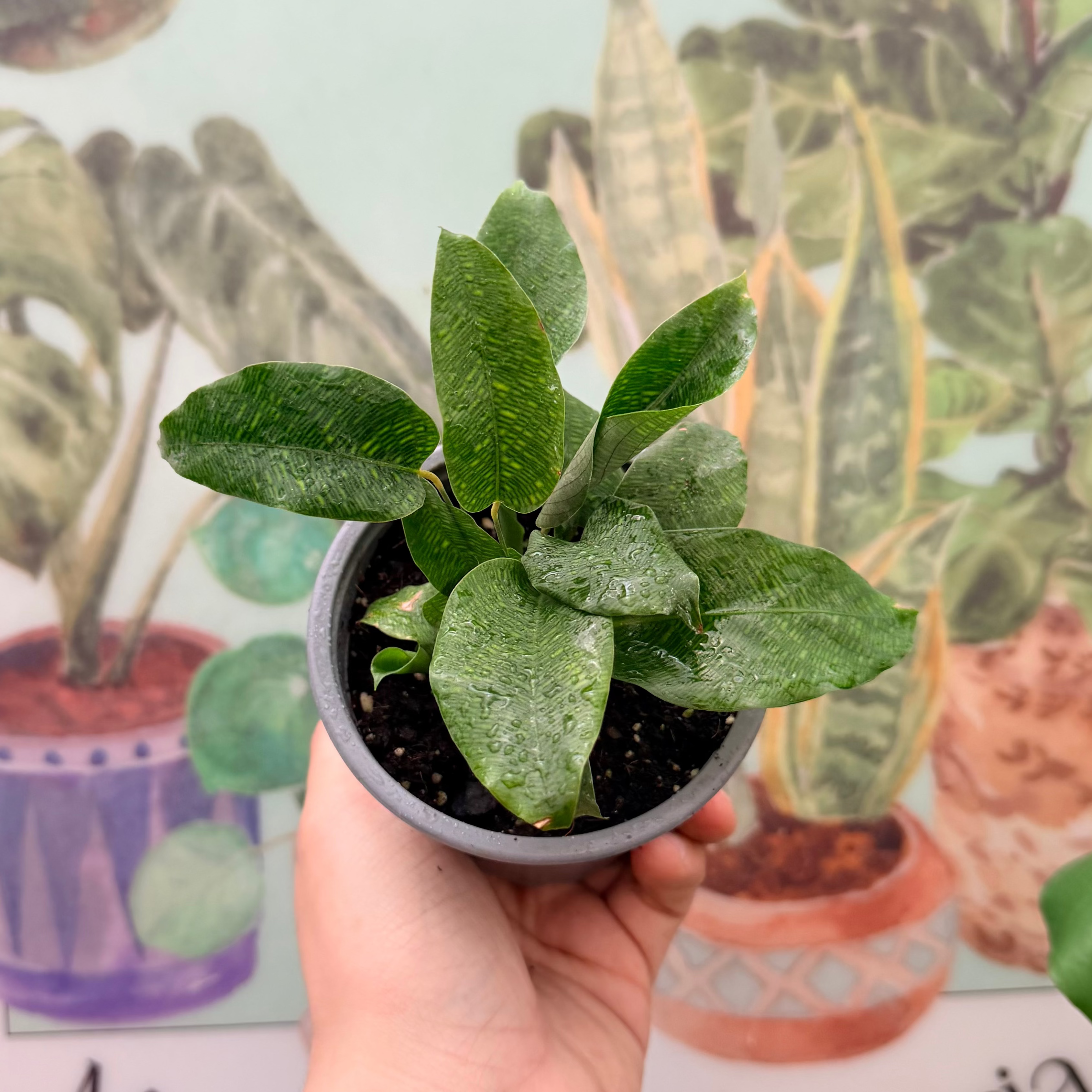 Vivero Mis Tesoros C Gloria