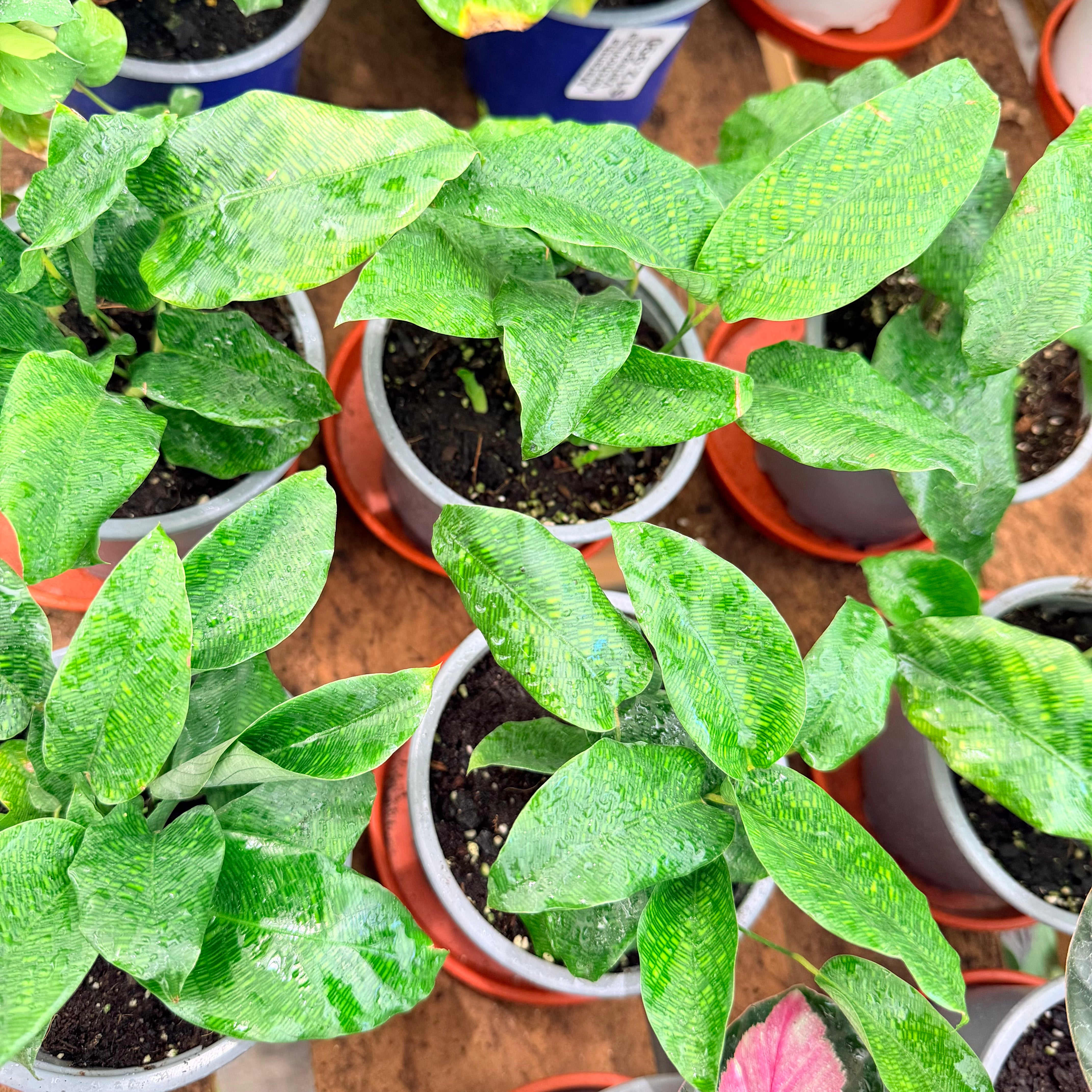 Vivero Mis Tesoros C Gloria