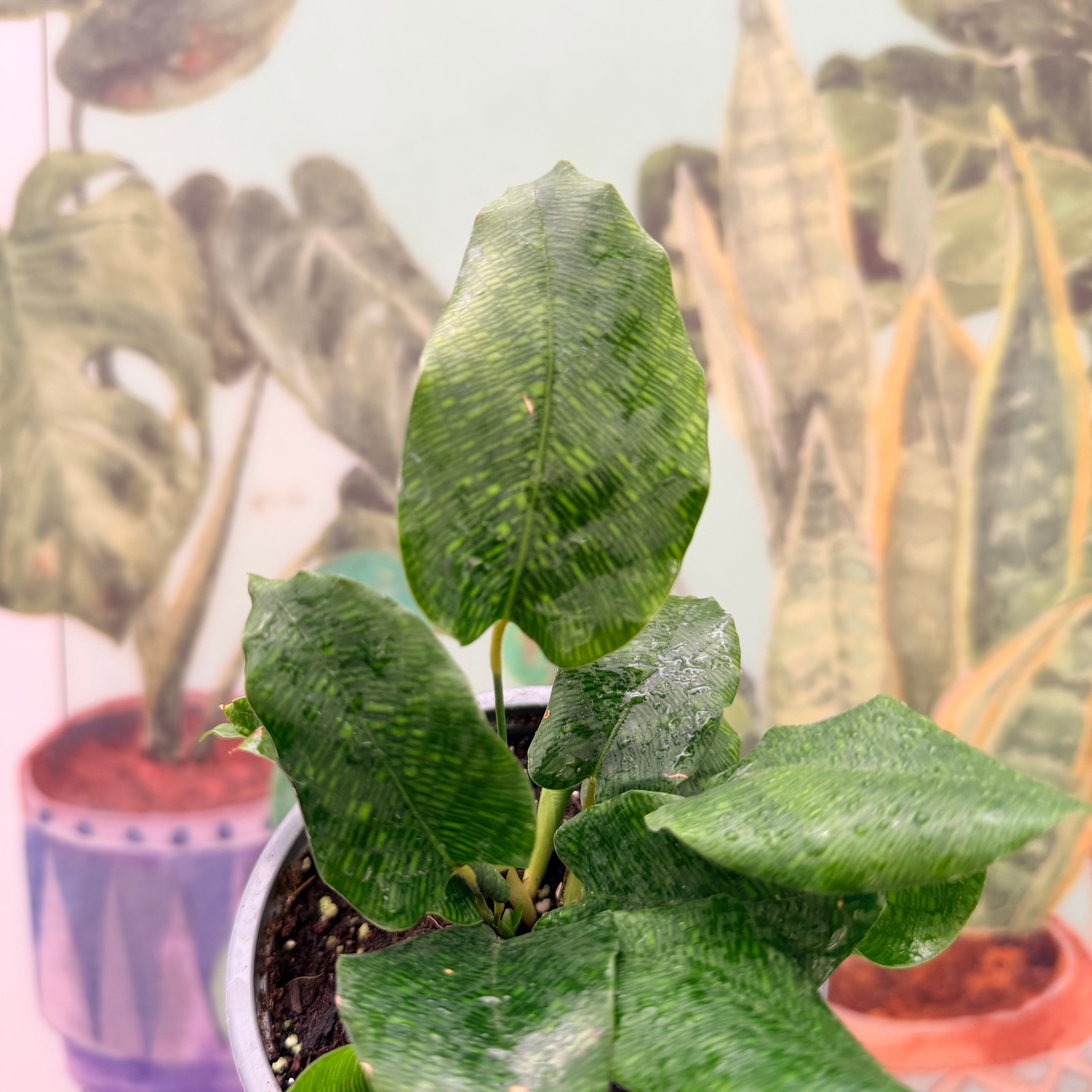 Vivero Mis Tesoros C Gloria