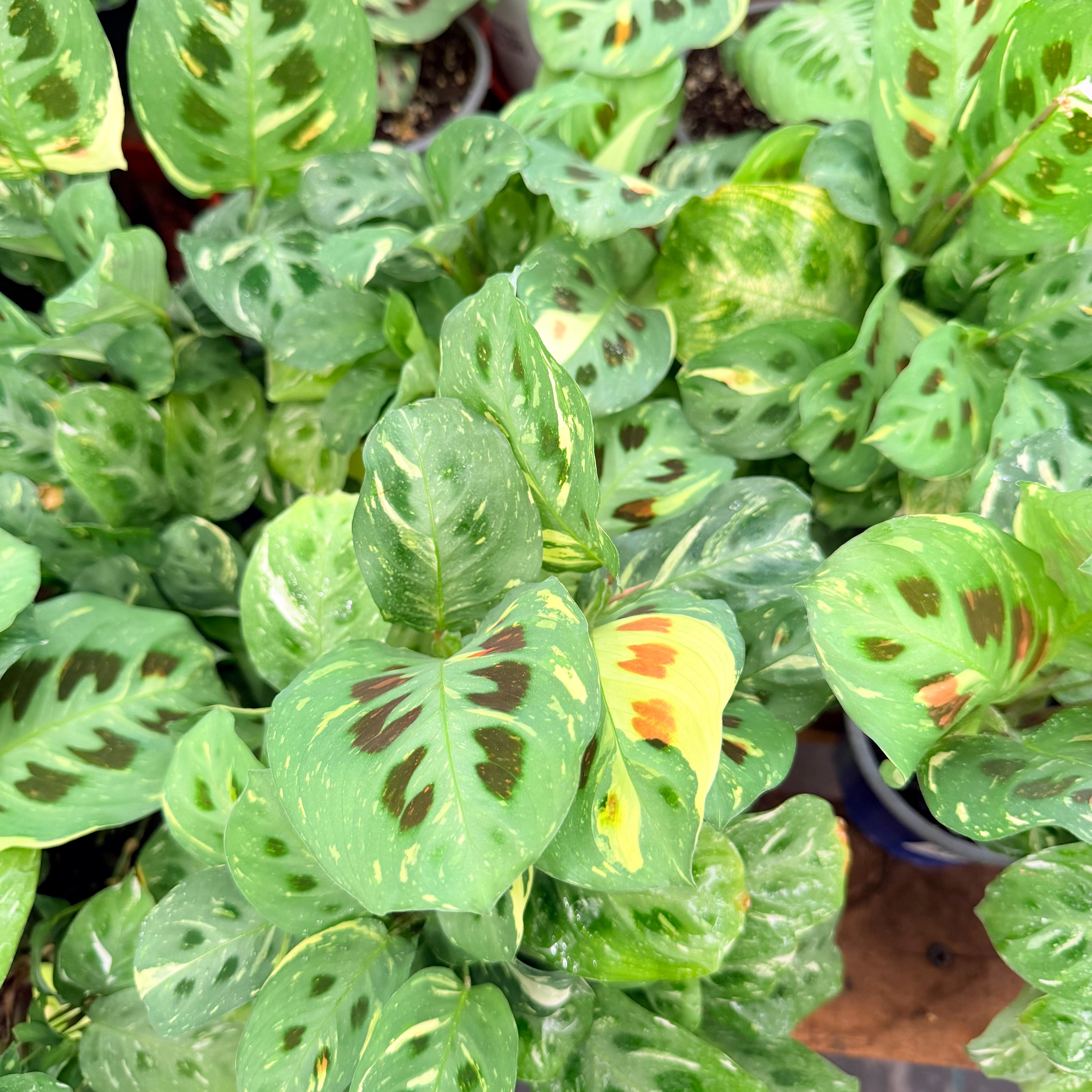 Vivero Mis Tesoros C Gloria