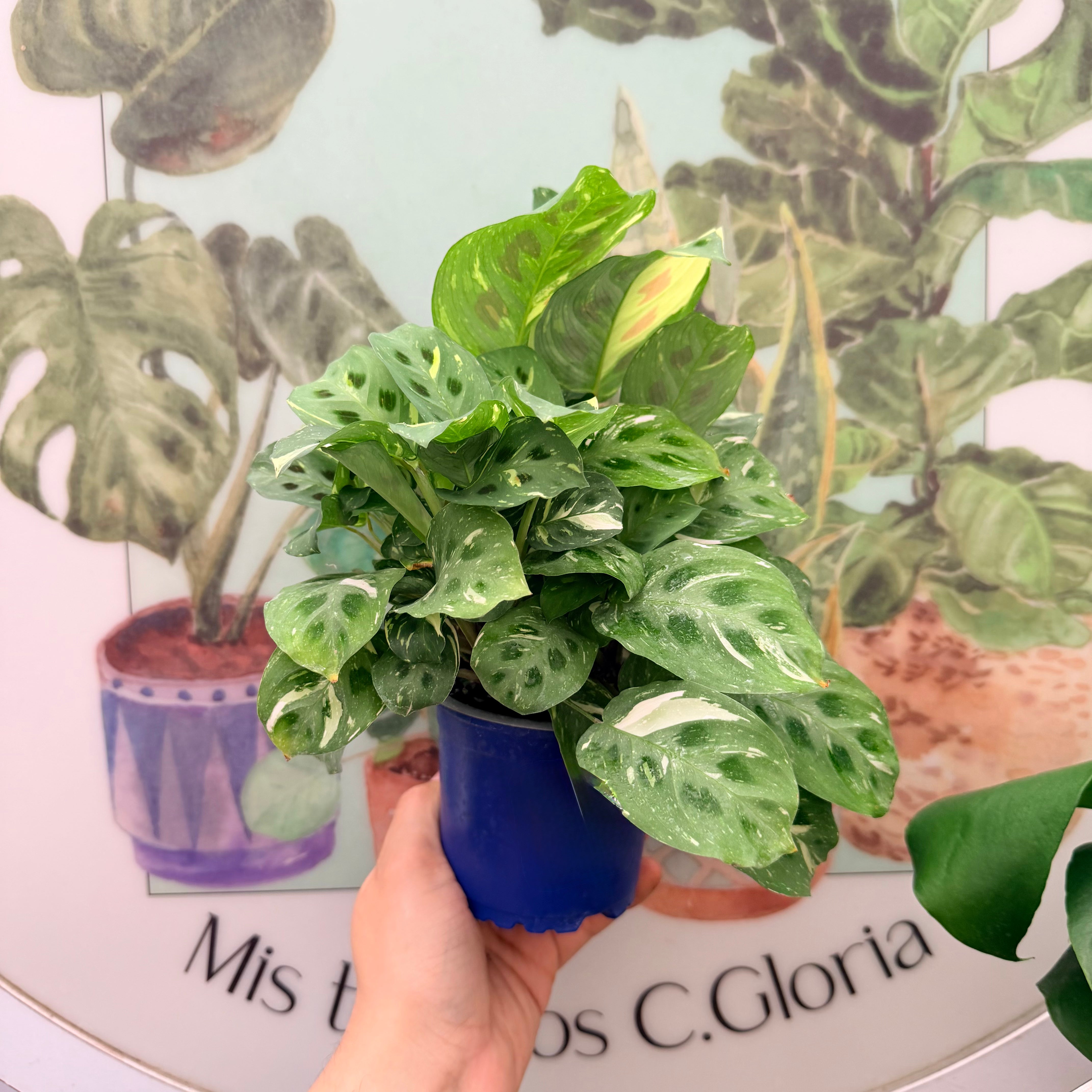 Maranta Kerchoviana Variegada