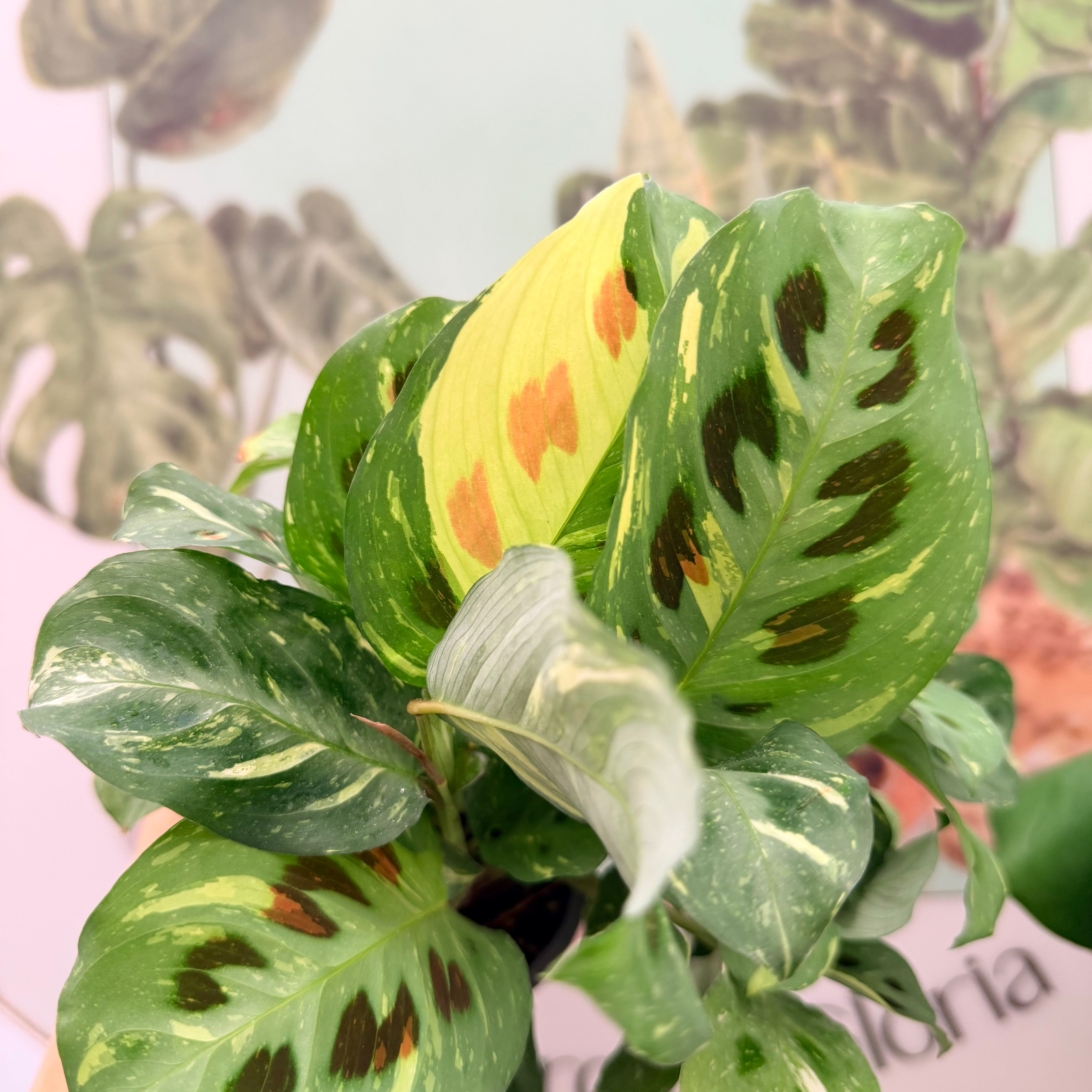 Vivero Mis Tesoros C Gloria