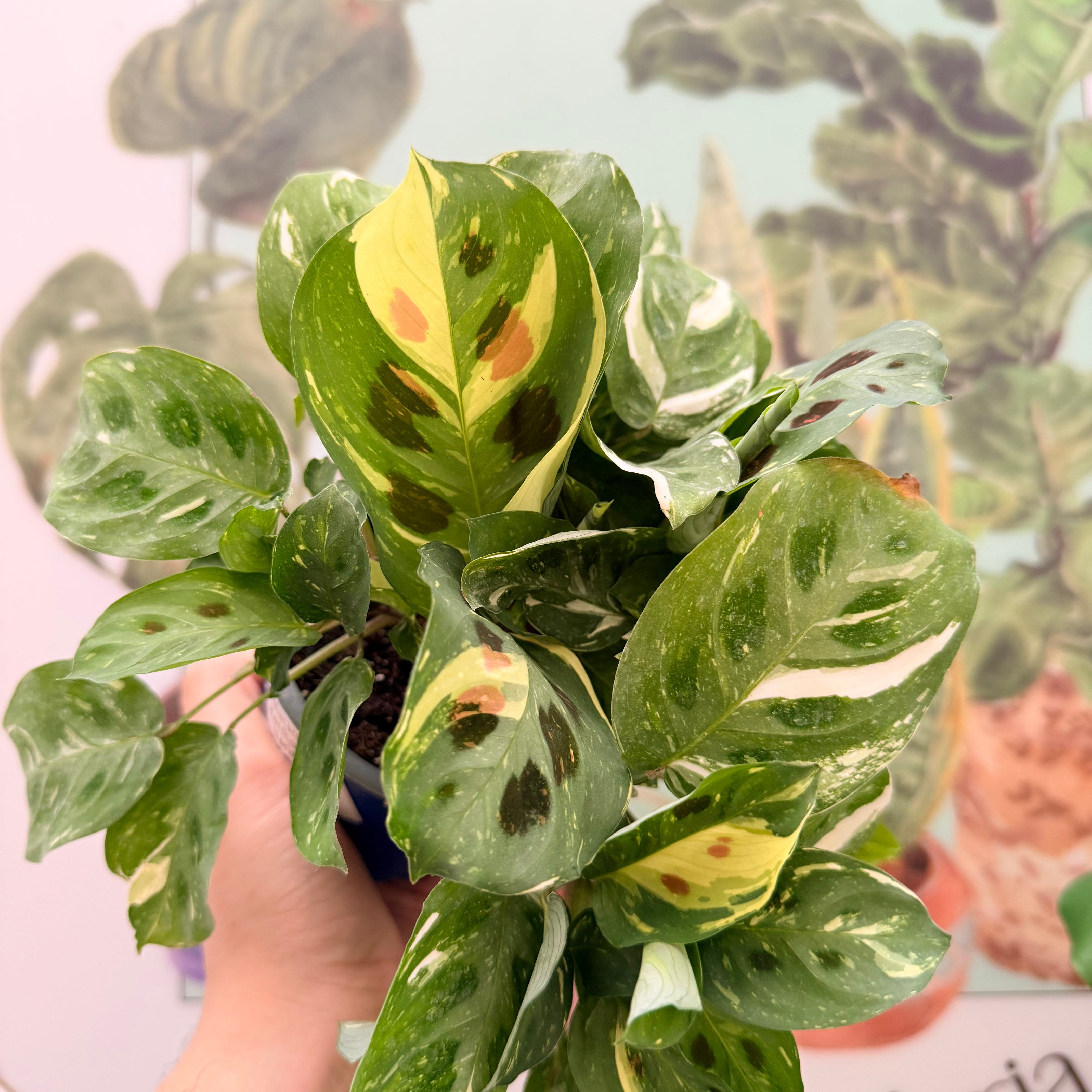 Vivero Mis Tesoros C Gloria