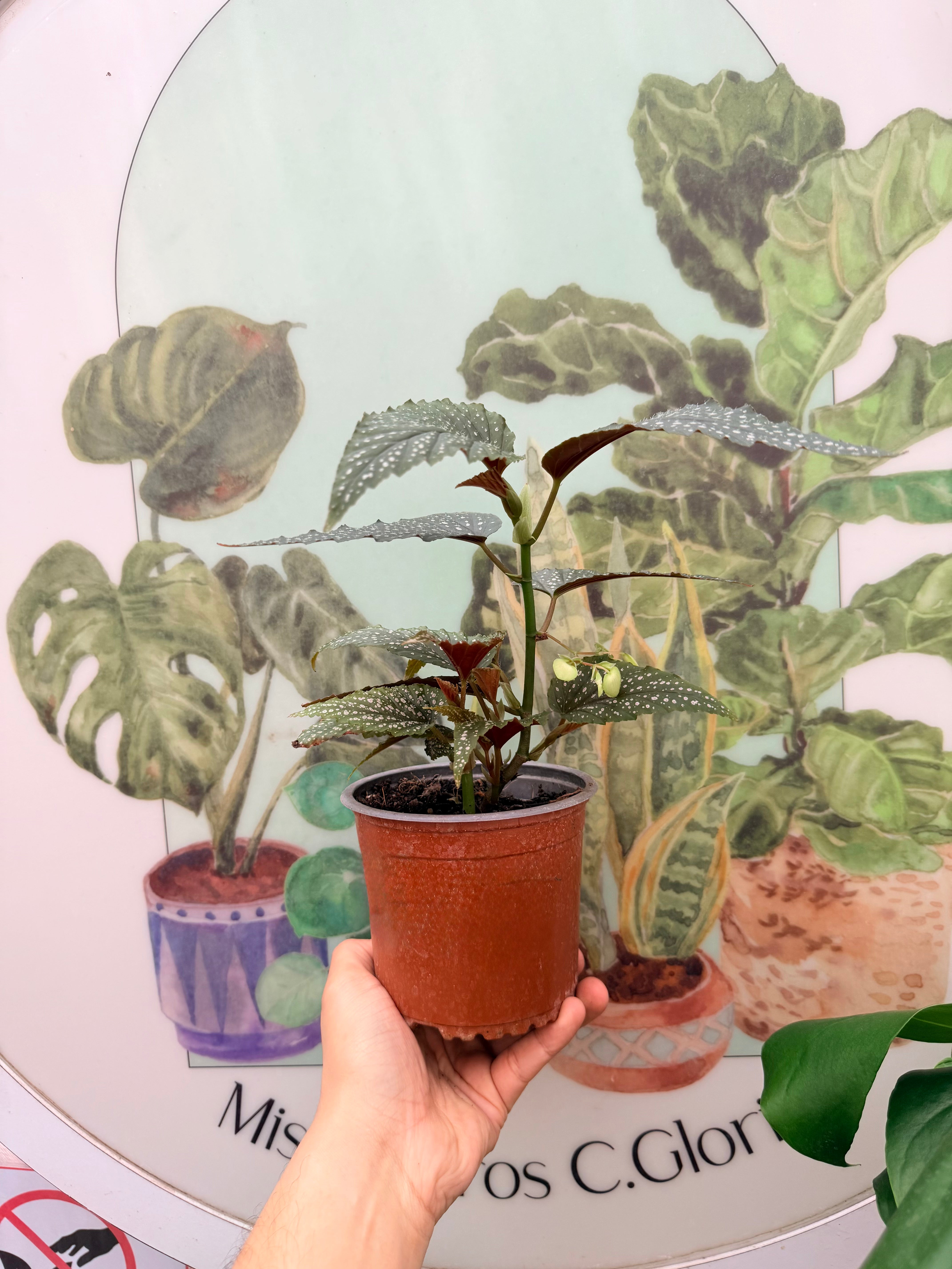 Begonia Alita de Angel